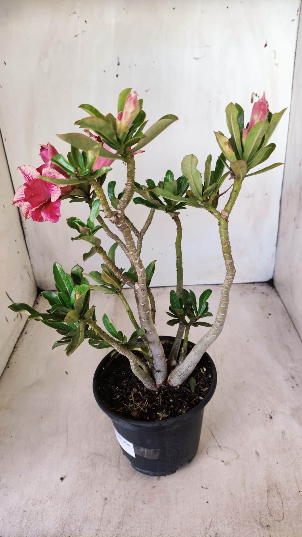 Planta Dobrada 2789 – 30cm – 02 anos