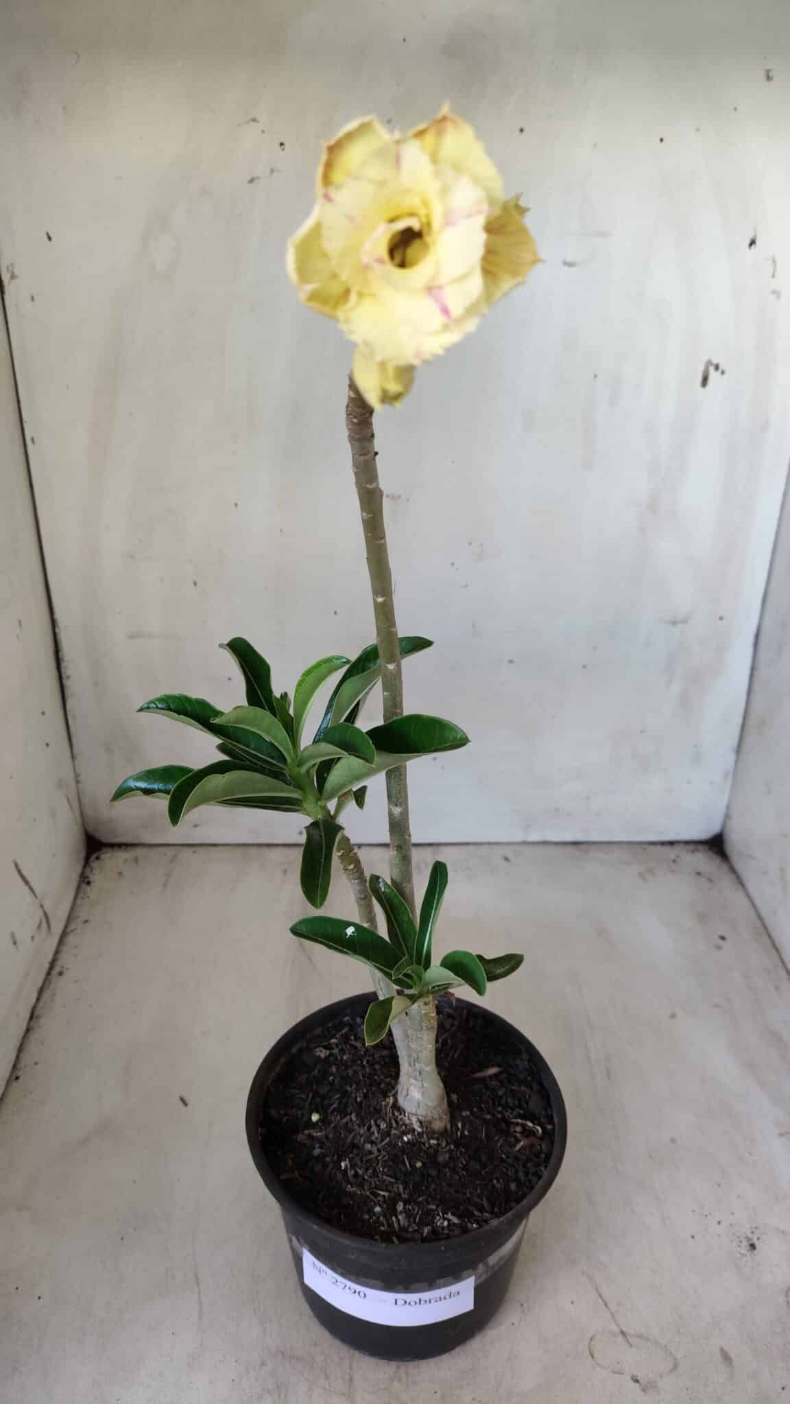 Planta Dobrada 2790 – 30cm – 02 anos