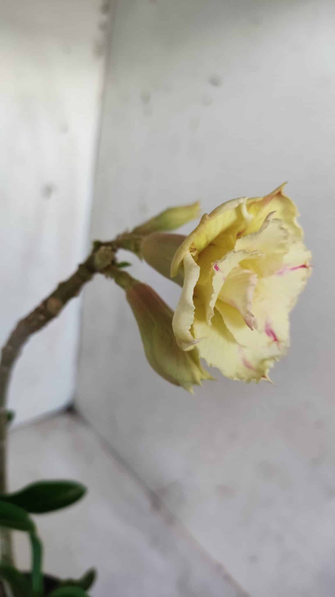 Planta Dobrada 2790 – 30cm – 02 anos