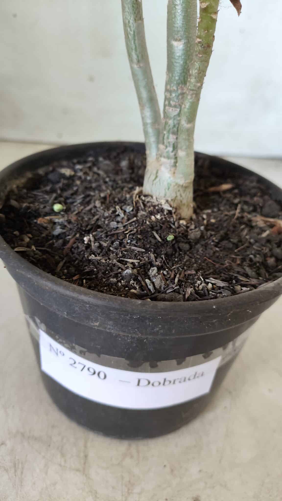 Planta Dobrada 2790 – 30cm – 02 anos