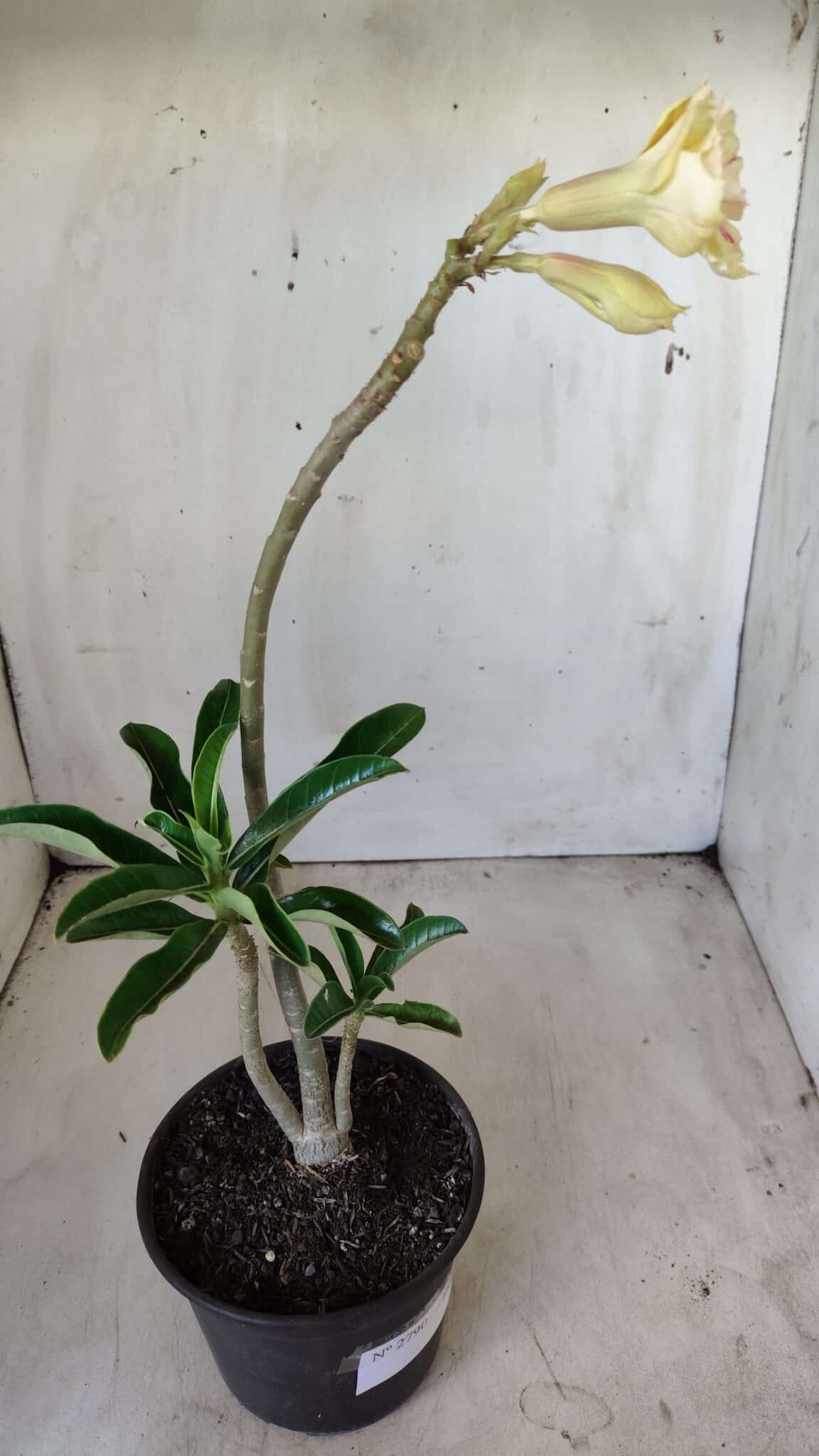 Planta Dobrada 2790 – 30cm – 02 anos
