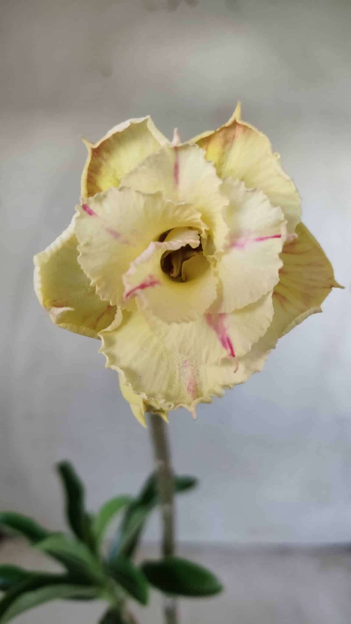 Planta Dobrada 2790 – 30cm – 02 anos