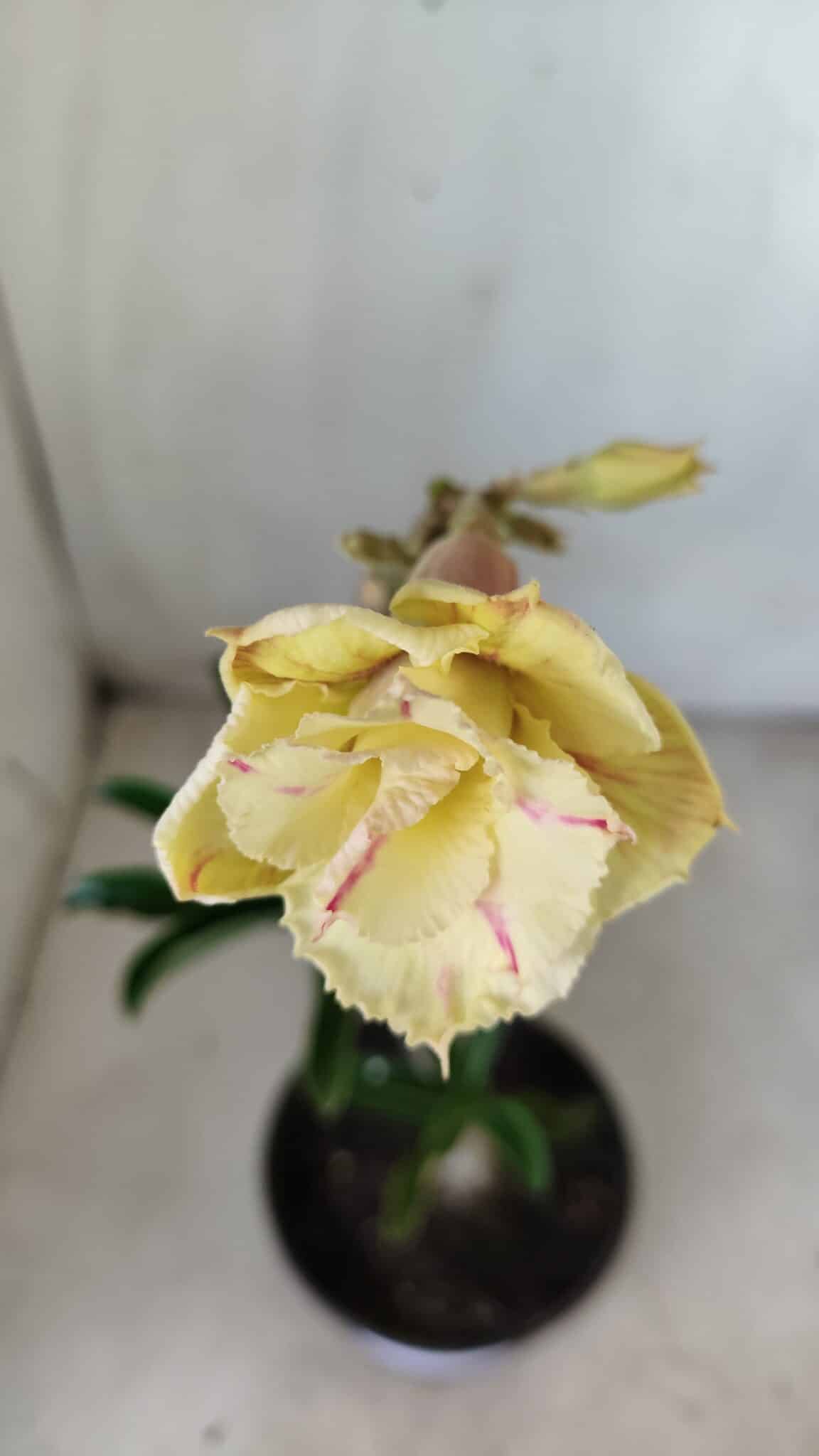 Planta Dobrada 2790 – 30cm – 02 anos