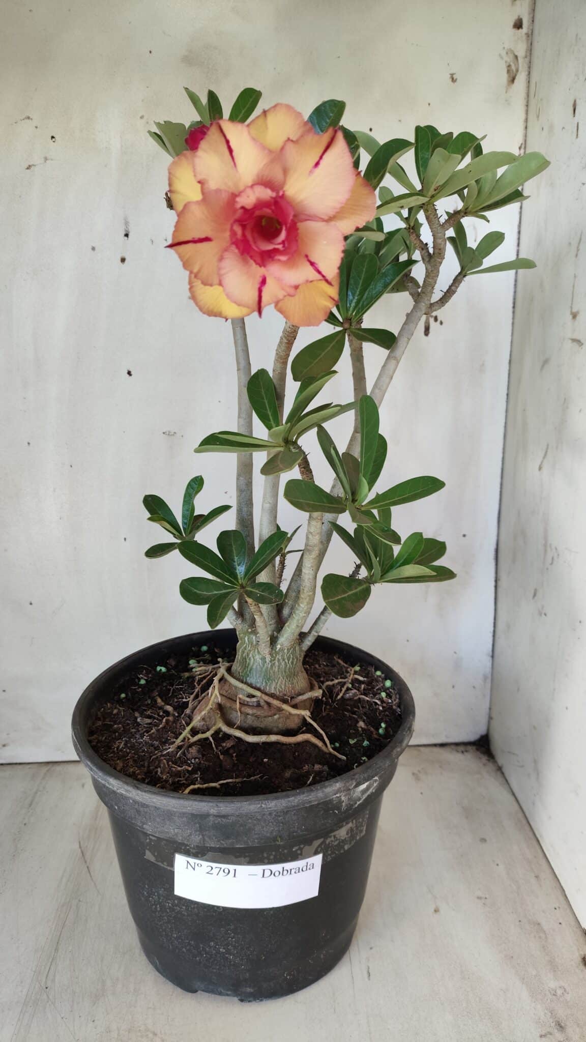 Planta Dobrada 2791 – 40cm – 03 anos