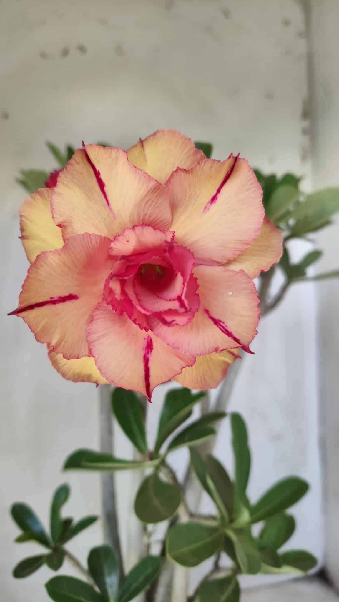 Planta Dobrada 2791 – 40cm – 03 anos