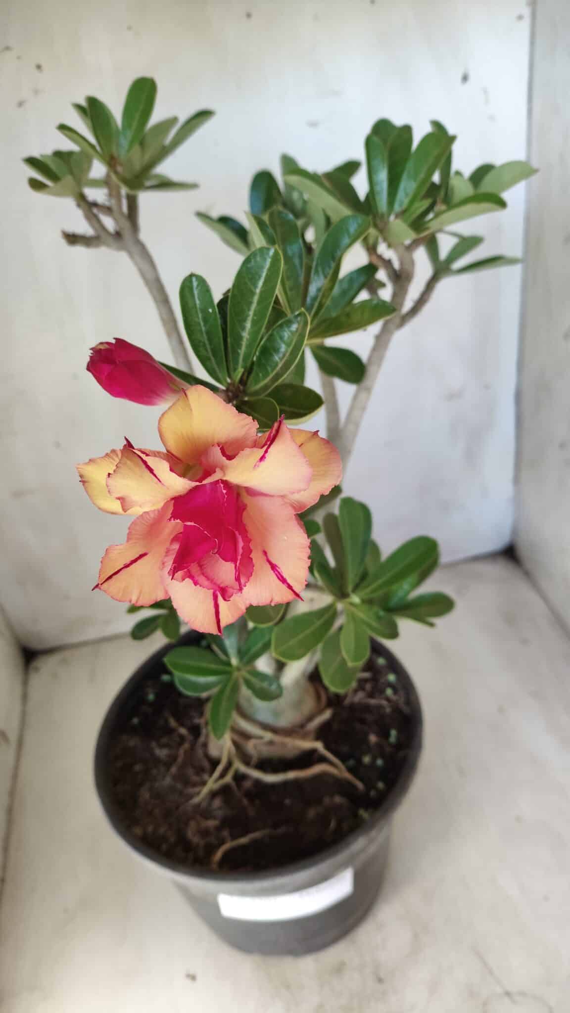 Planta Dobrada 2791 – 40cm – 03 anos
