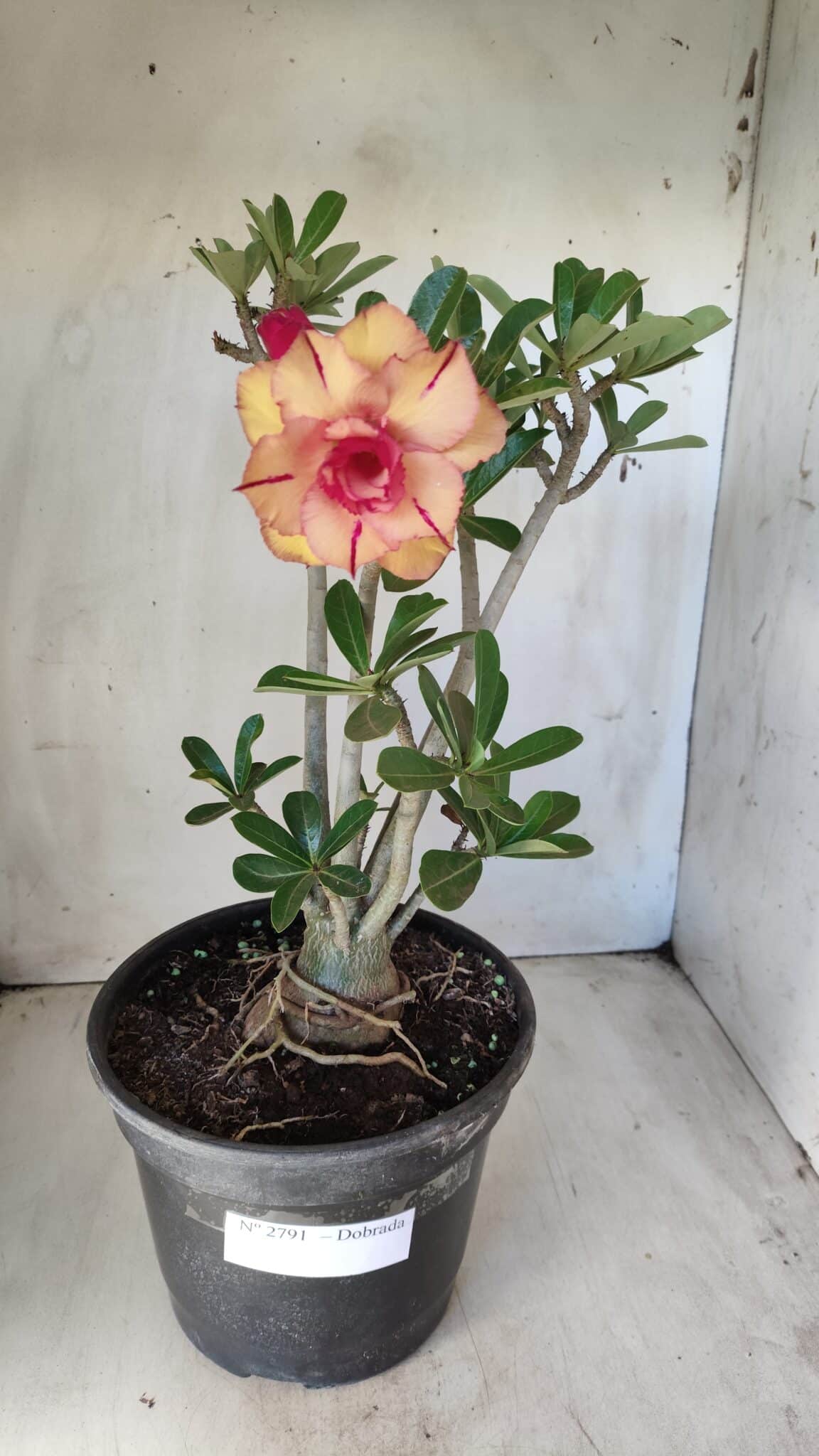 Planta Dobrada 2791 – 40cm – 03 anos