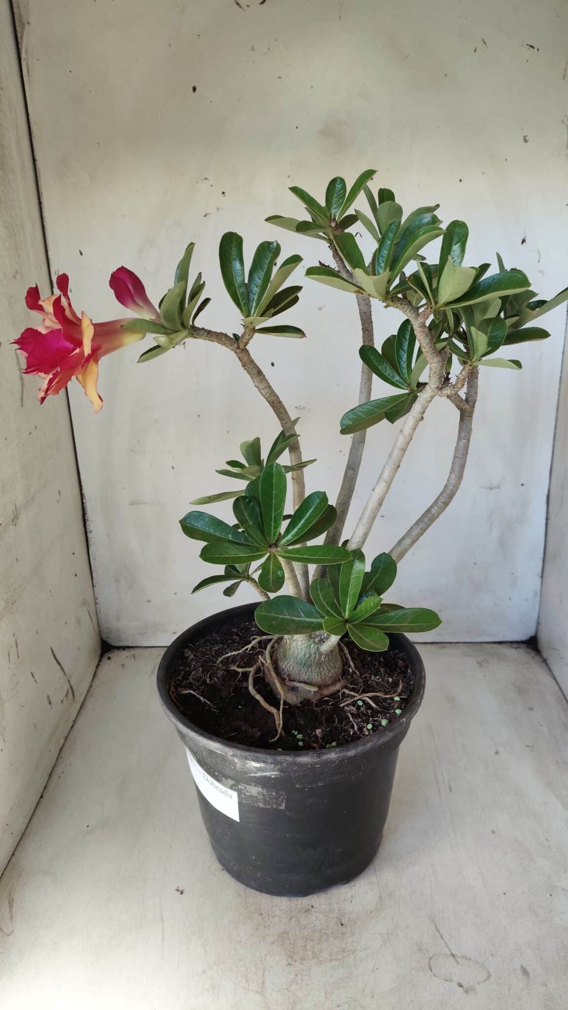 Planta Dobrada 2791 – 40cm – 03 anos