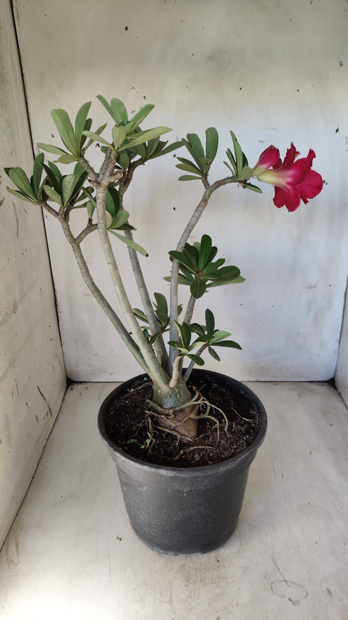 Planta Dobrada 2791 – 40cm – 03 anos