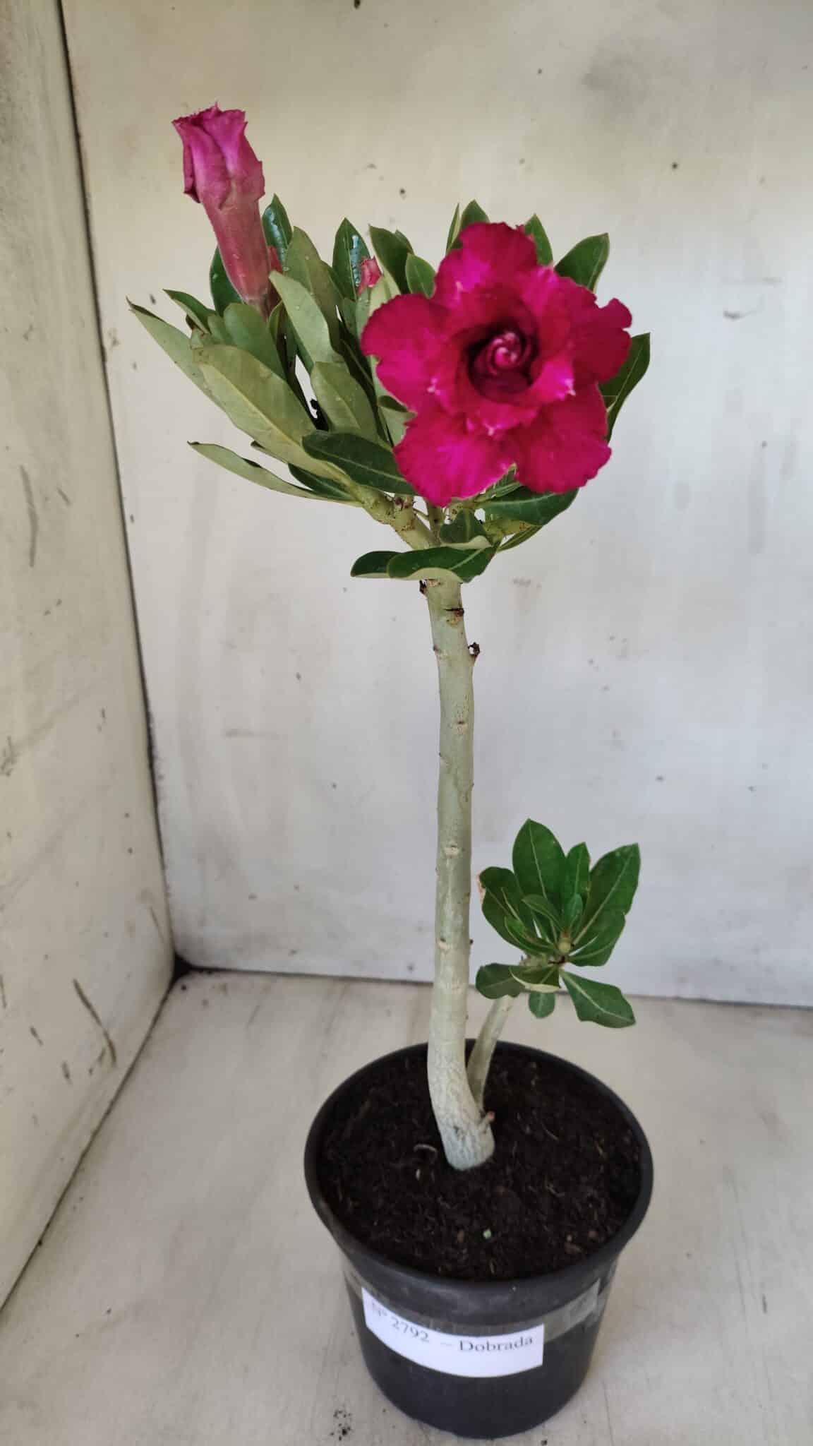 Planta Dobrada 2792 – 30cm – 02 anos