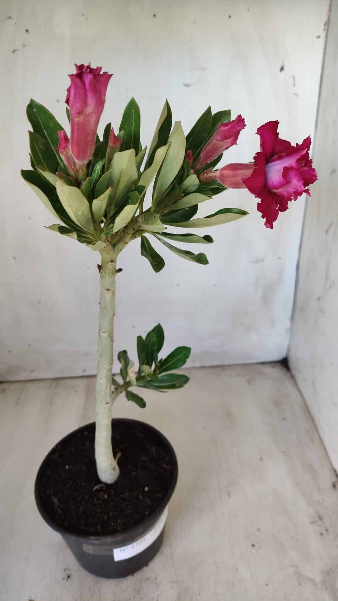 Planta Dobrada 2792 – 30cm – 02 anos
