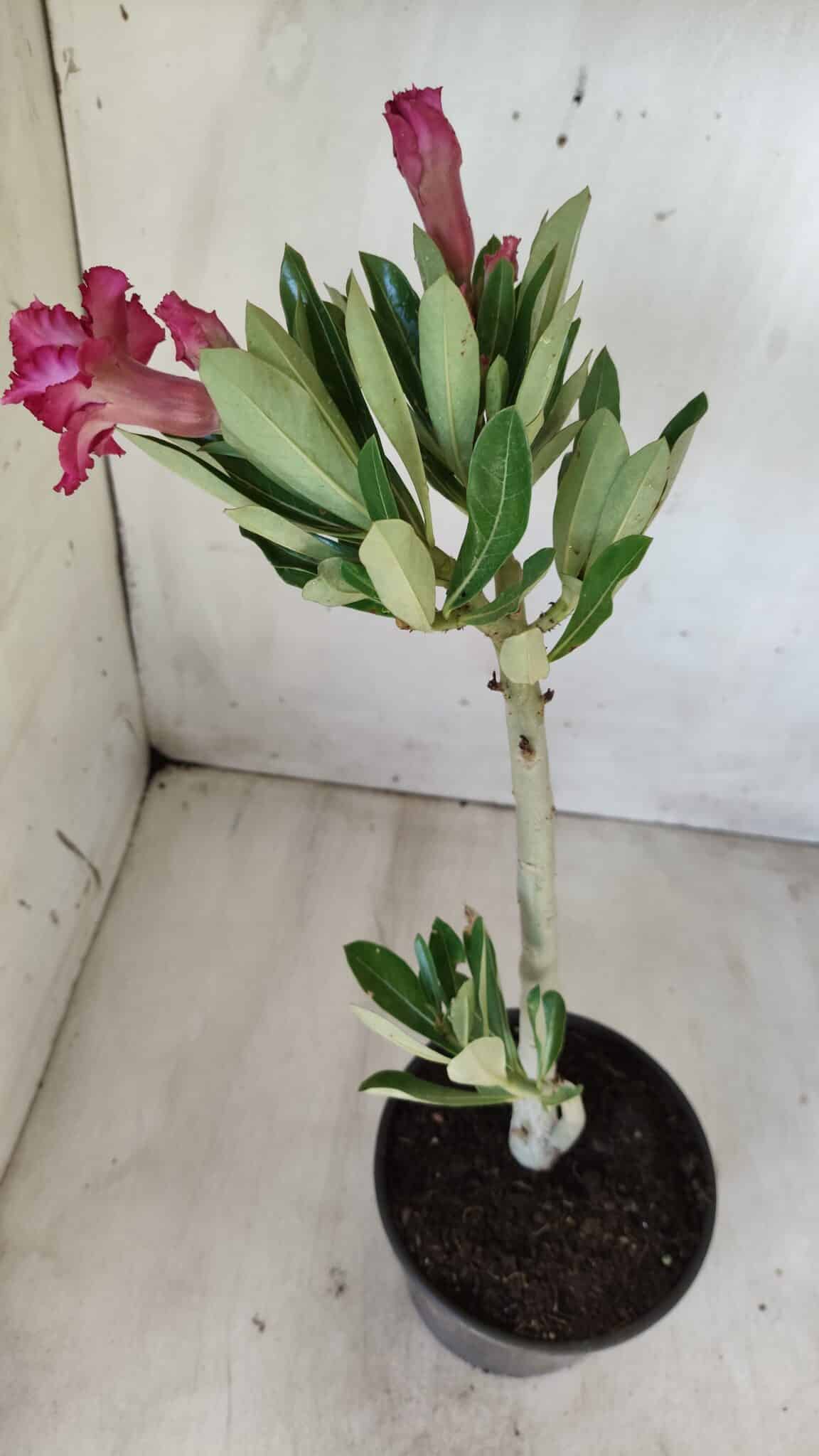 Planta Dobrada 2792 – 30cm – 02 anos