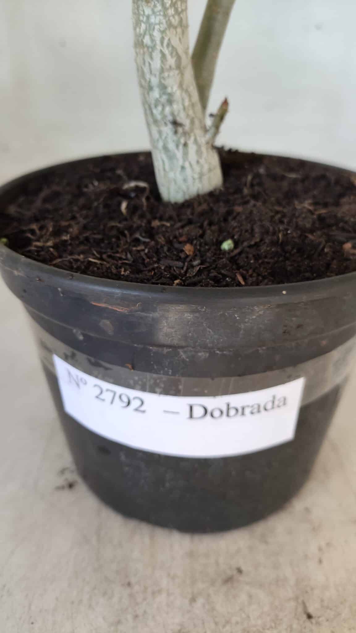 Planta Dobrada 2792 – 30cm – 02 anos