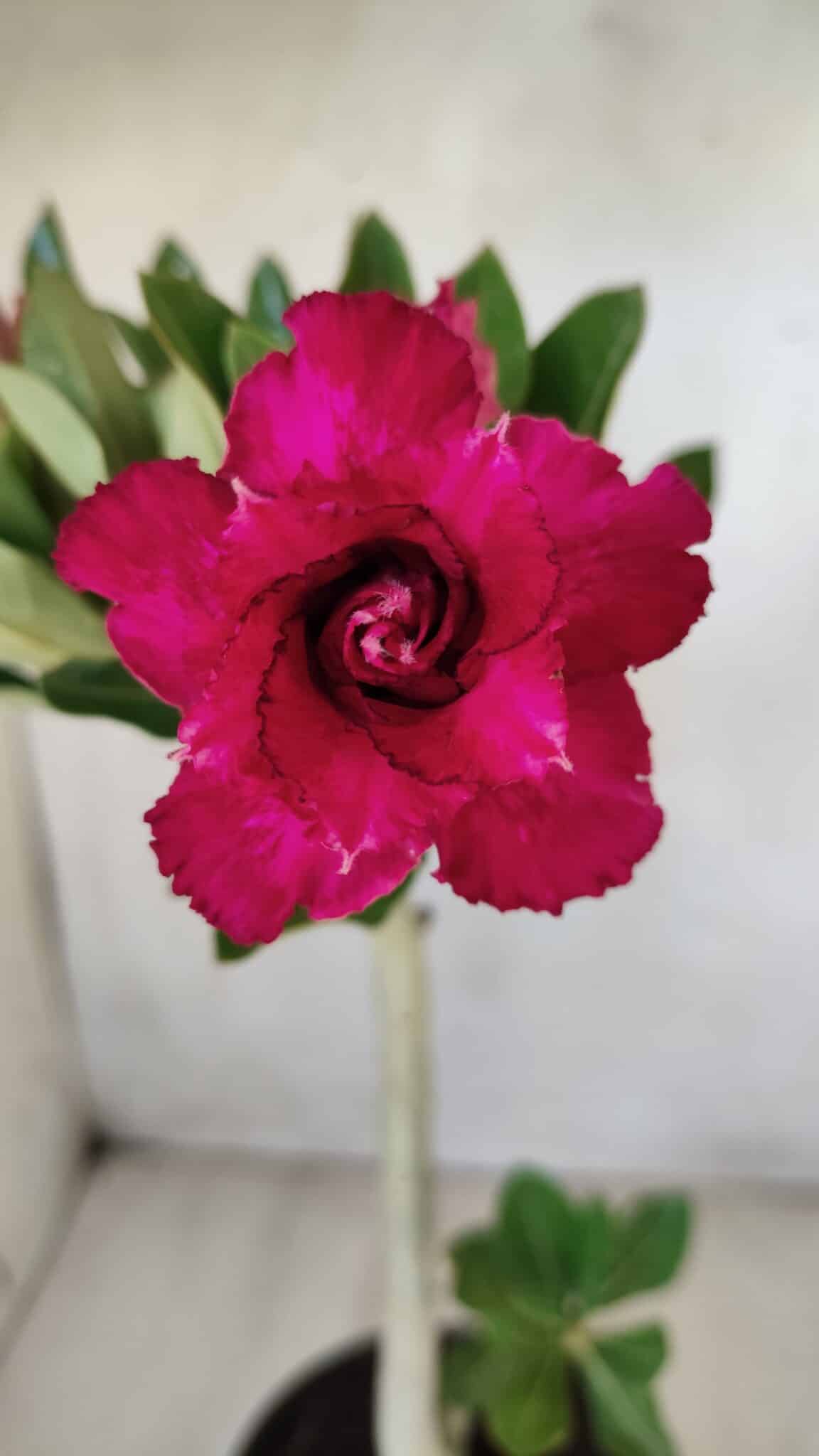 Planta Dobrada 2792 – 30cm – 02 anos