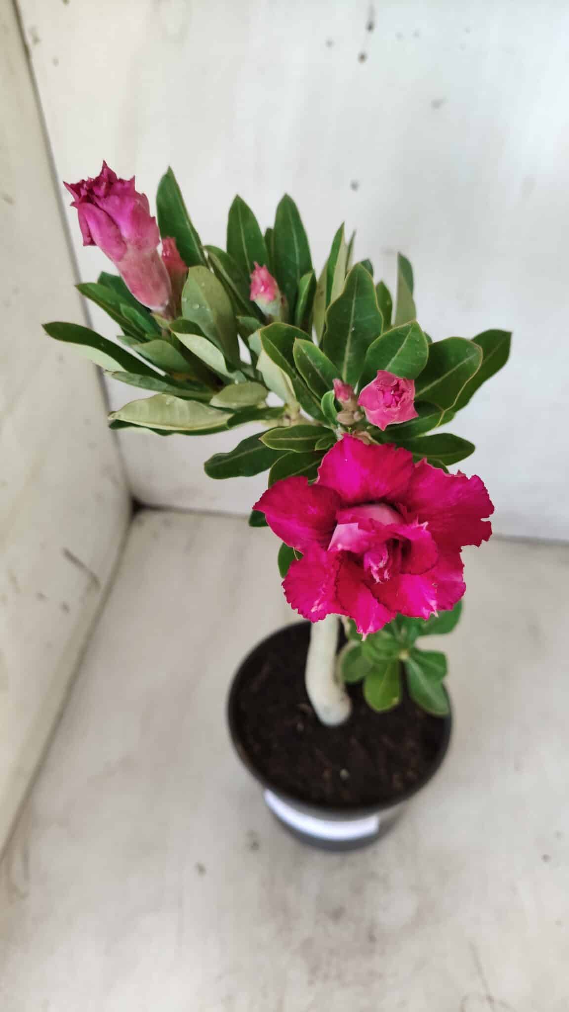 Planta Dobrada 2792 – 30cm – 02 anos