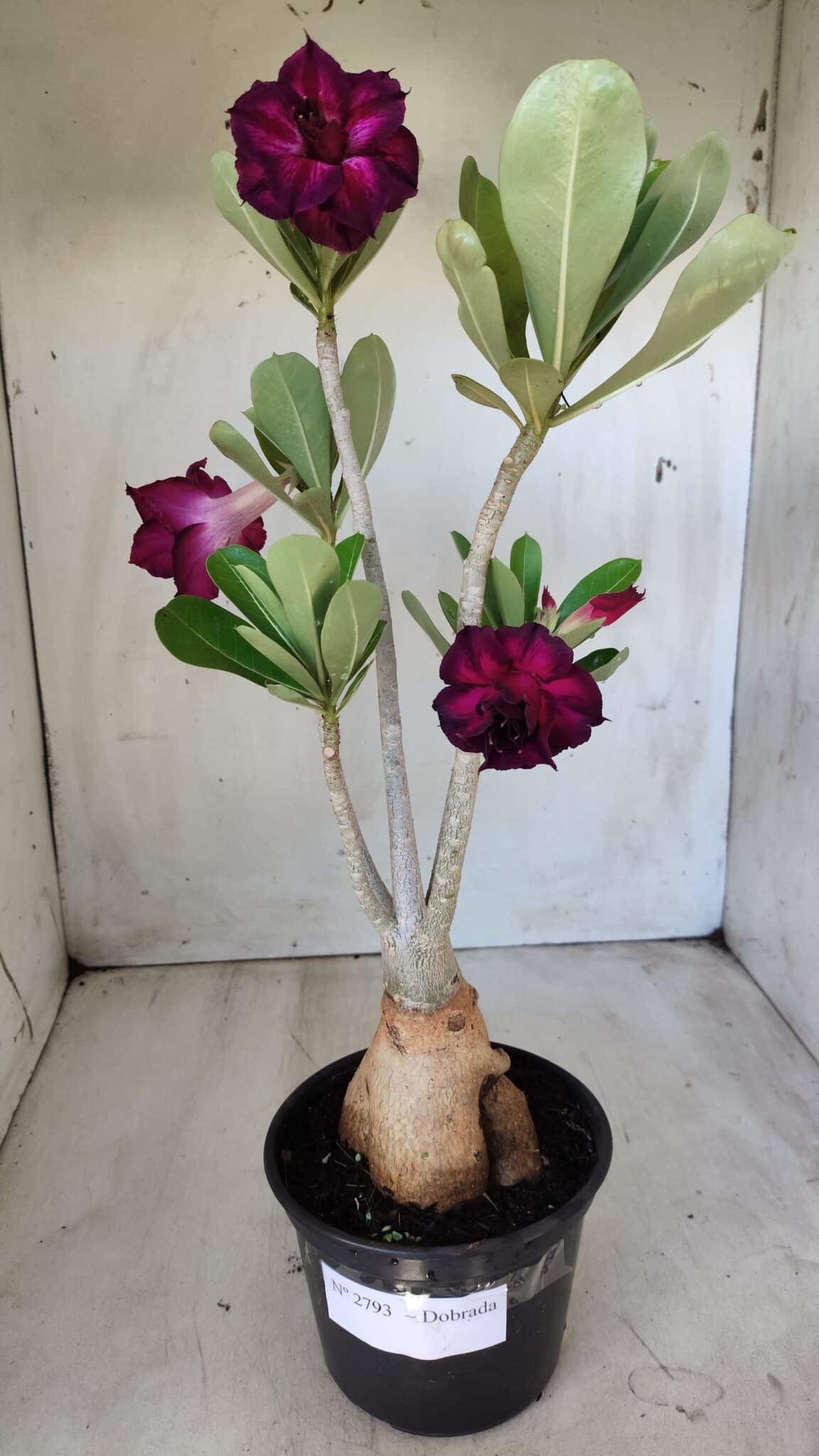 Planta Dobrada 2793 – 35cm – 03 anos