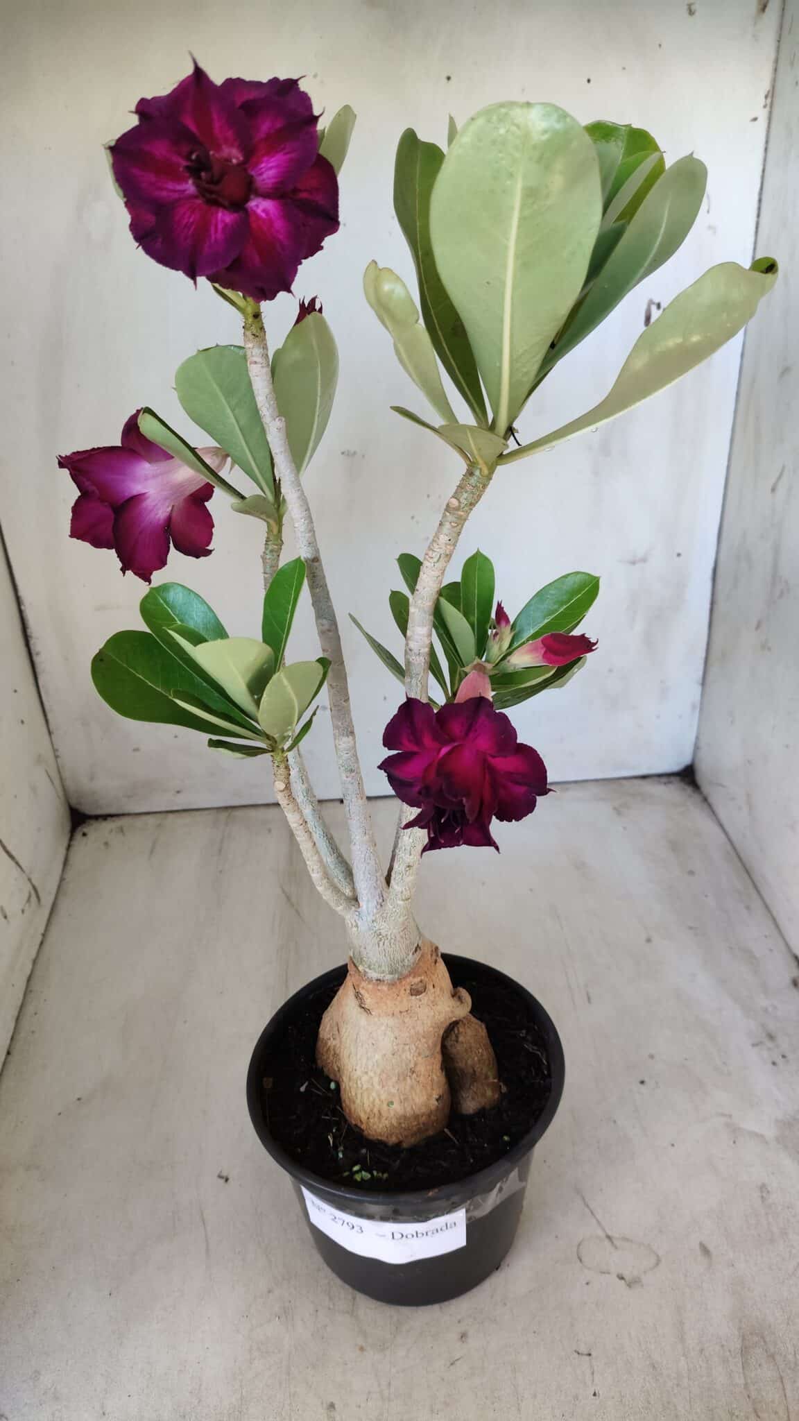 Planta Dobrada 2793 – 35cm – 03 anos