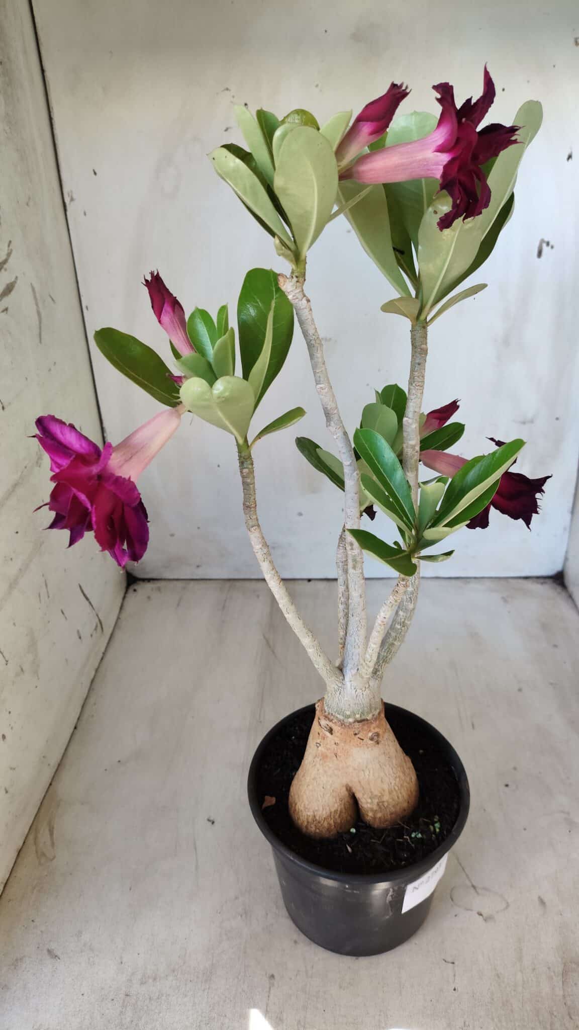 Planta Dobrada 2793 – 35cm – 03 anos