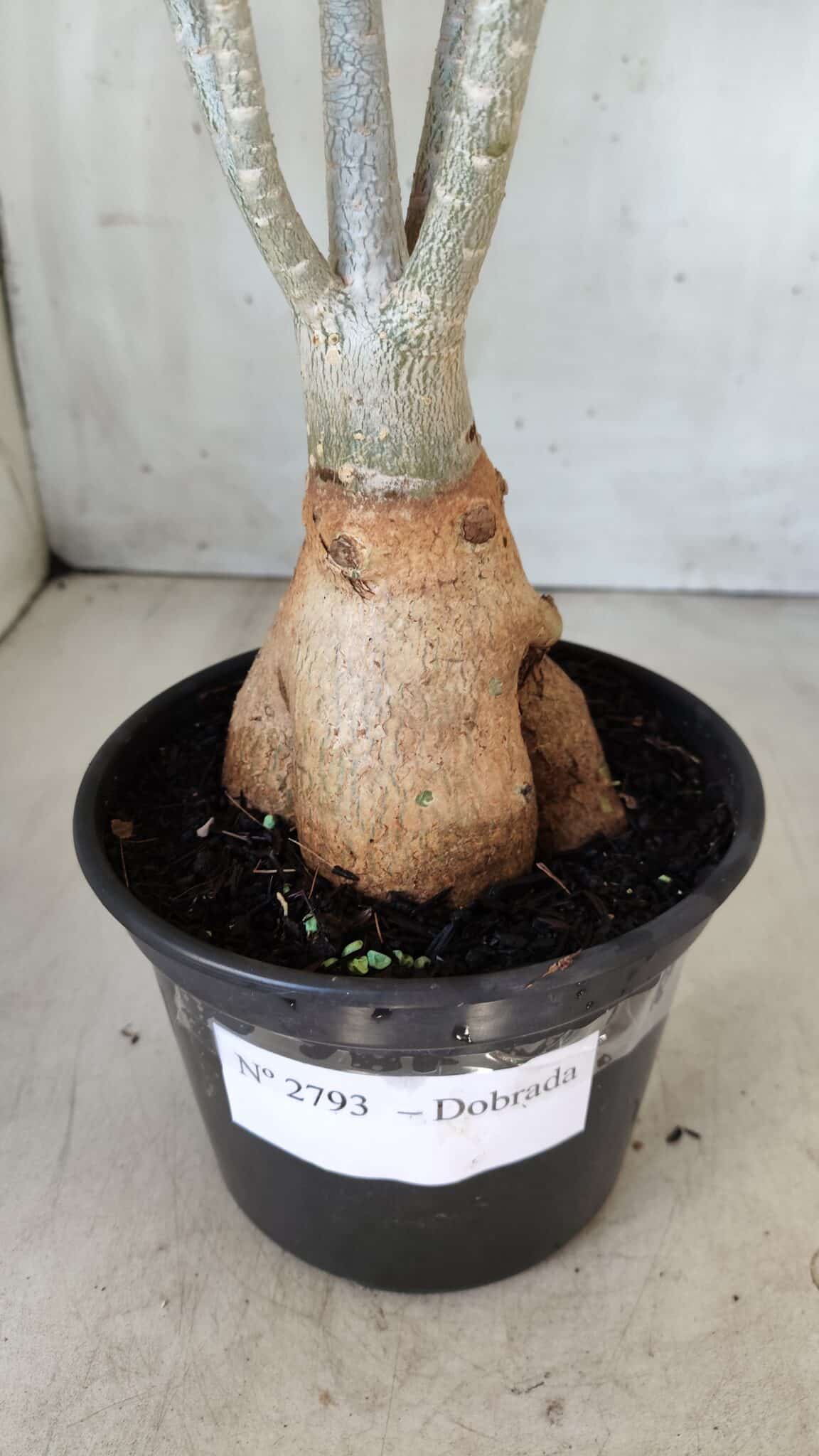 Planta Dobrada 2793 – 35cm – 03 anos