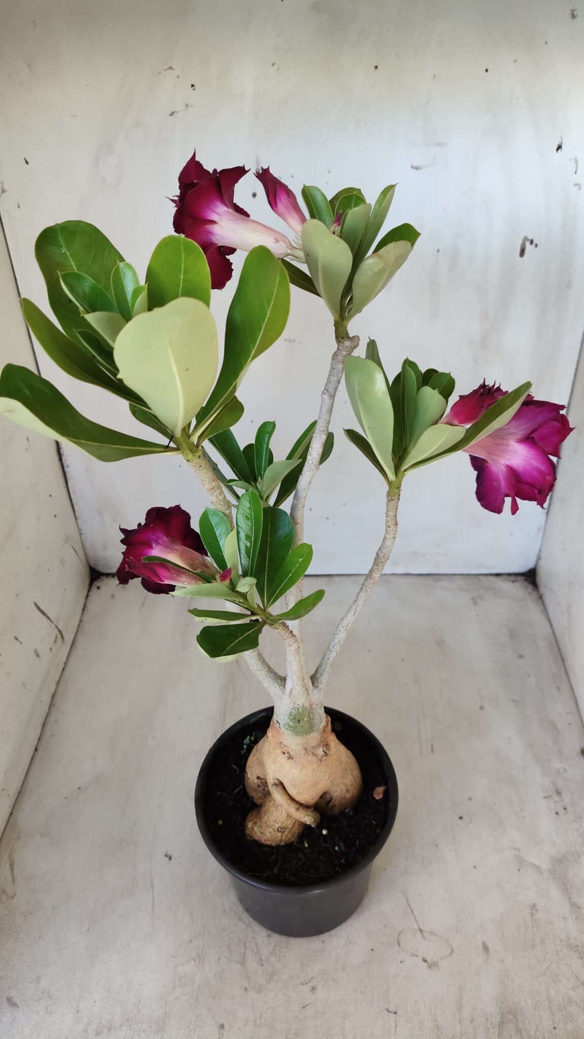 Planta Dobrada 2793 – 35cm – 03 anos