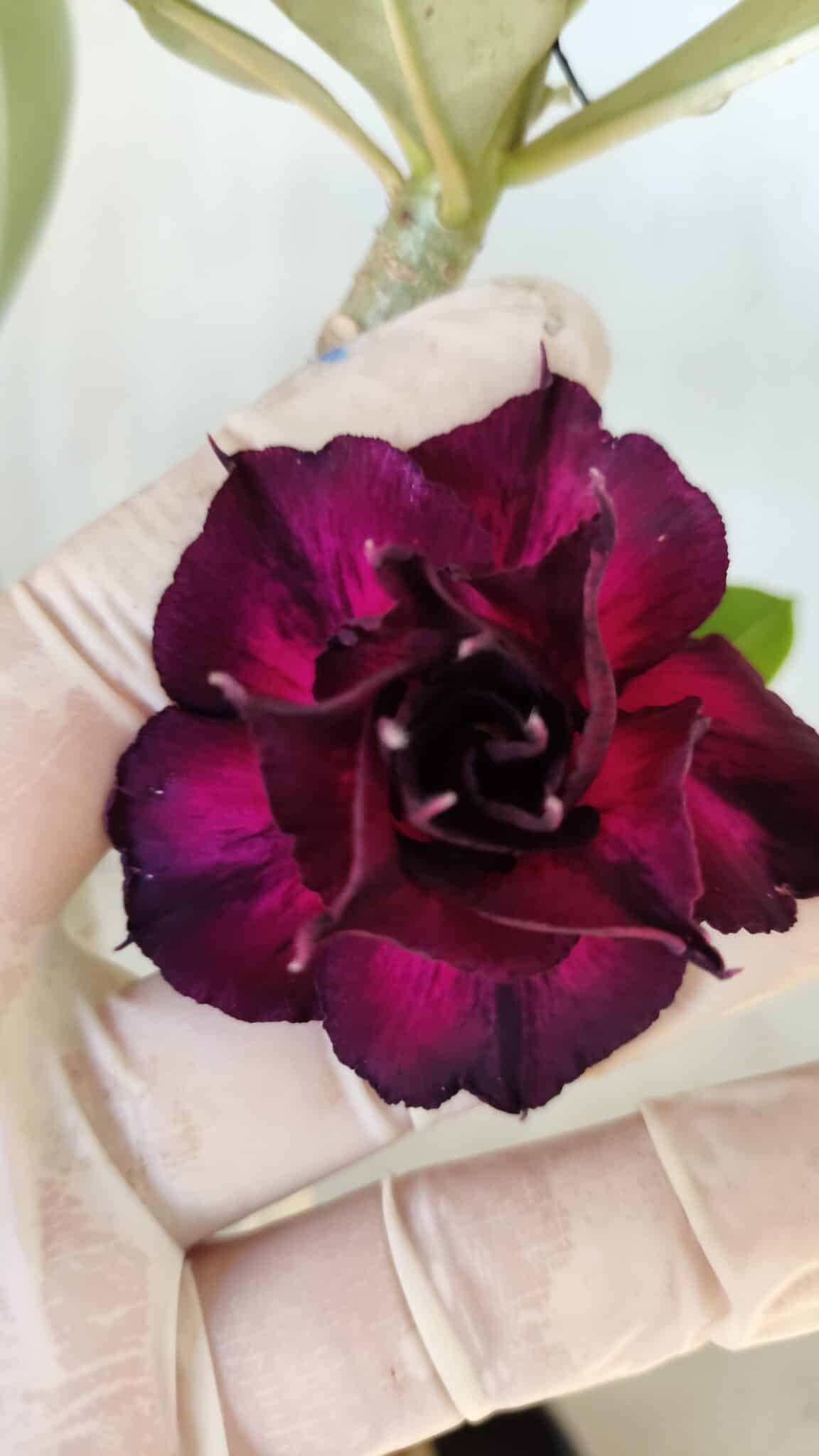 Planta Dobrada 2793 – 35cm – 03 anos