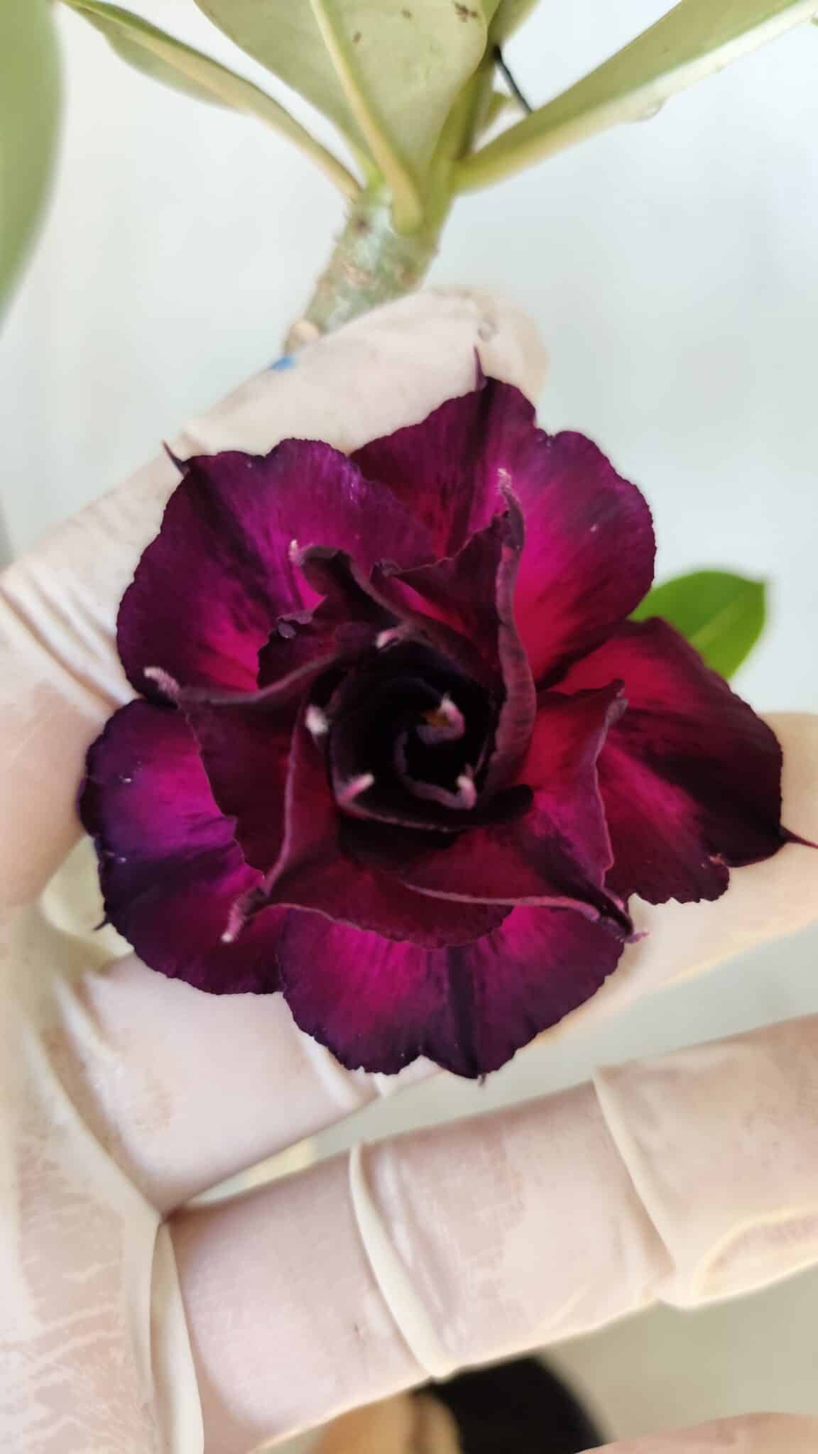 Planta Dobrada 2793 – 35cm – 03 anos