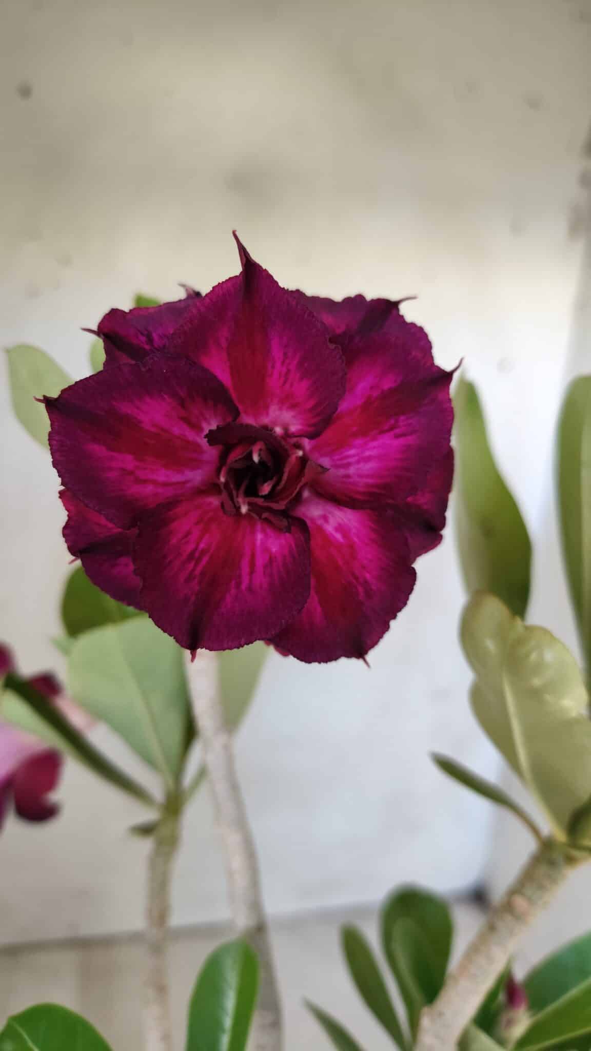 Planta Dobrada 2793 – 35cm – 03 anos