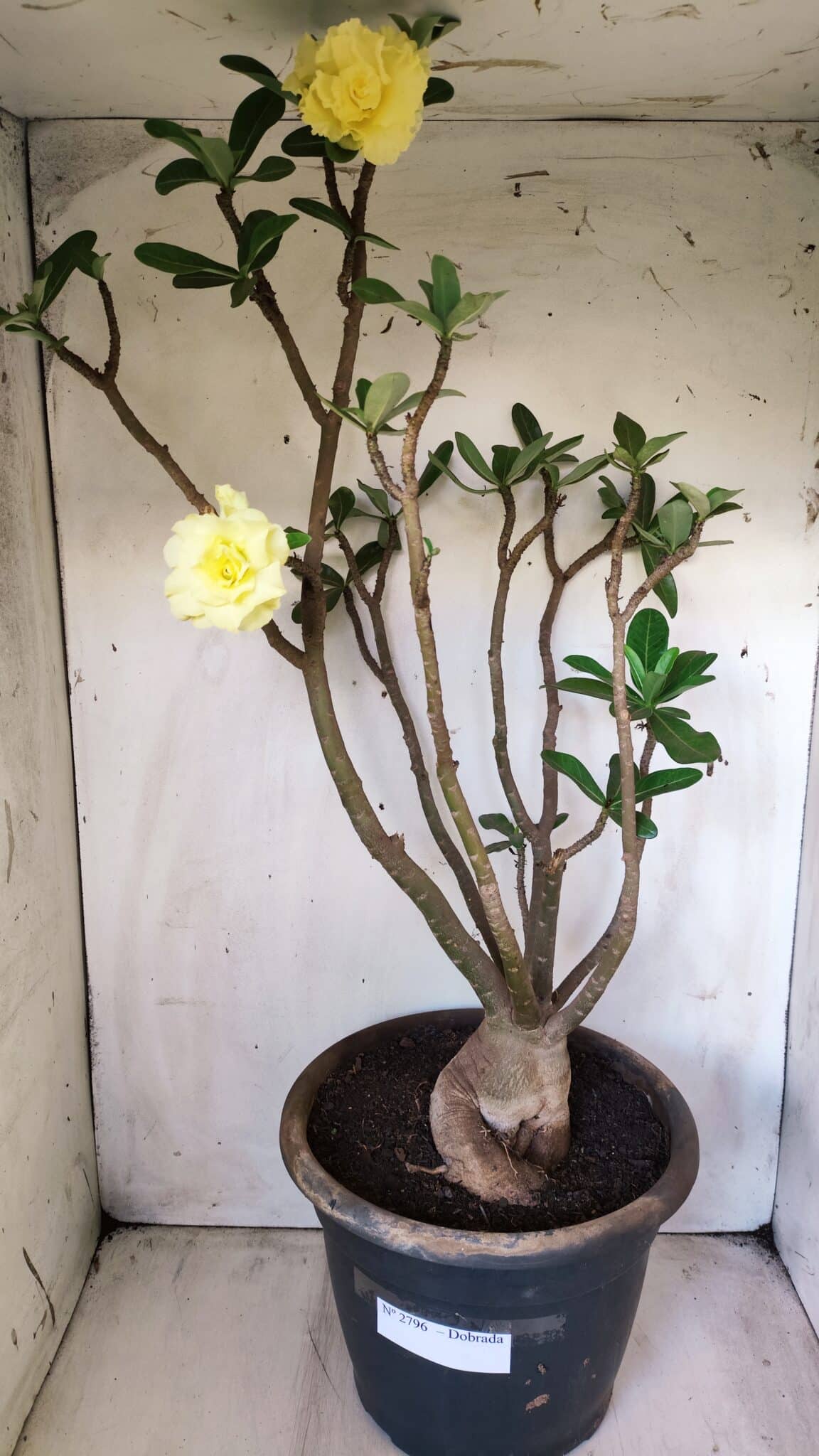 Planta Dobrada 2796 – 50cm – 05 anos