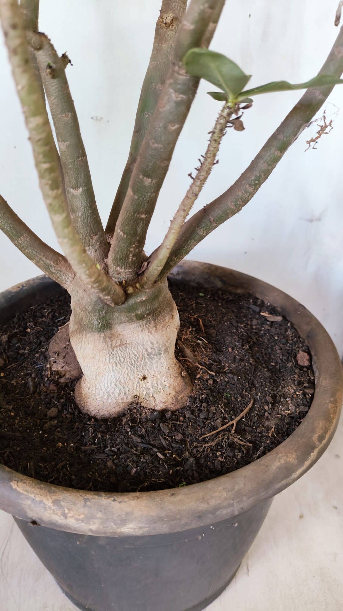Planta Dobrada 2796 – 50cm – 05 anos
