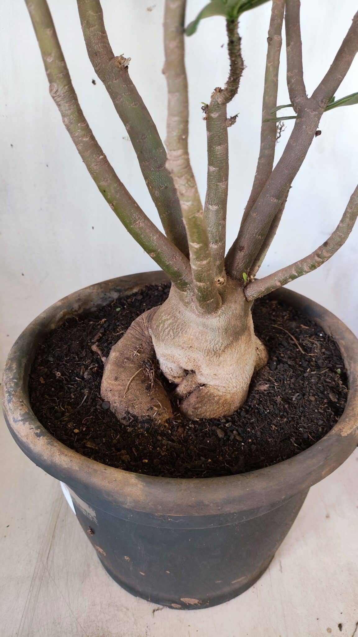 Planta Dobrada 2796 – 50cm – 05 anos