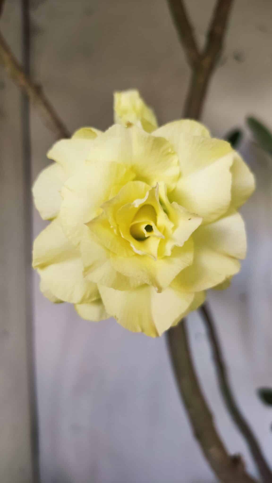 Planta Dobrada 2796 – 50cm – 05 anos