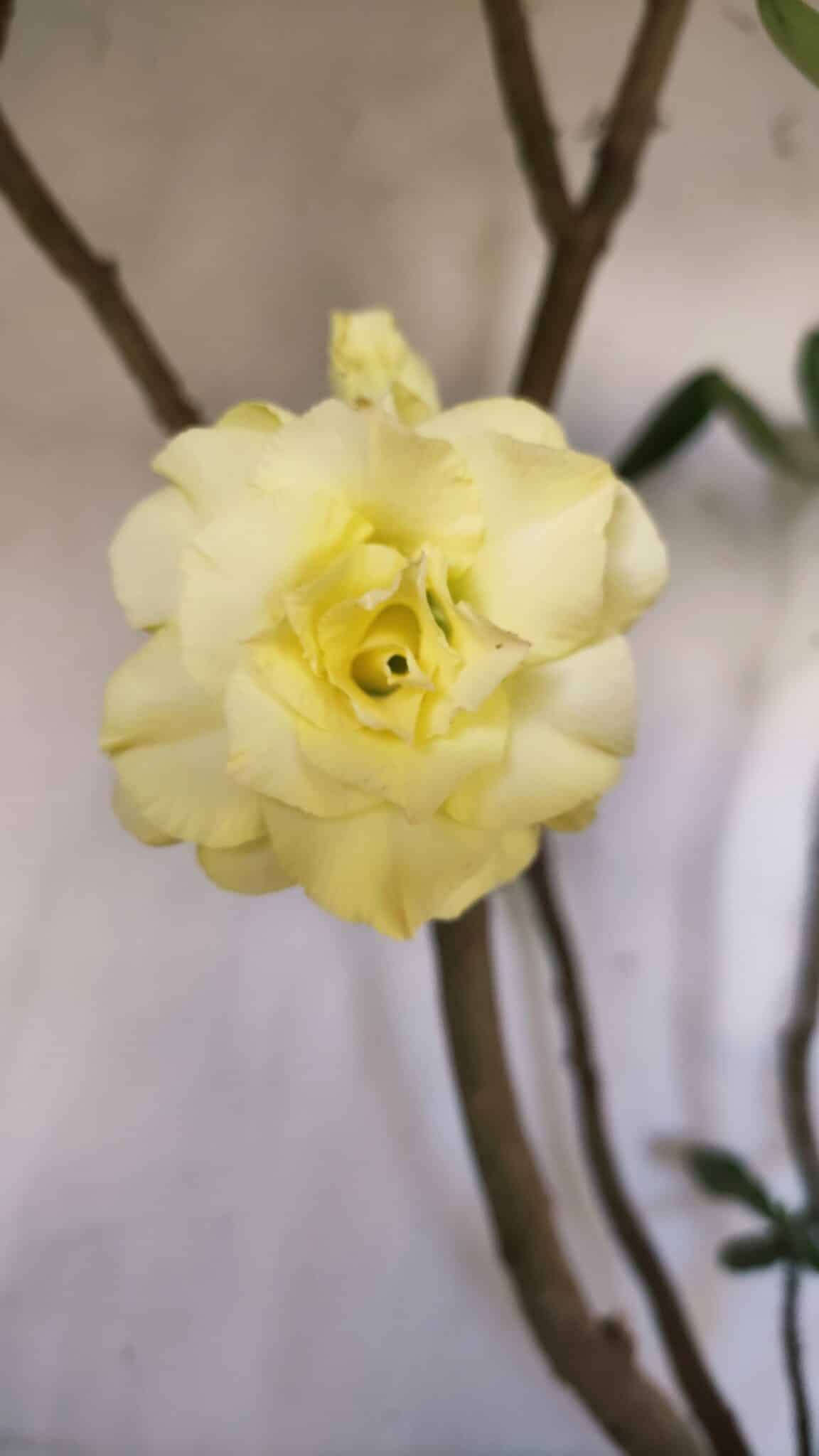 Planta Dobrada 2796 – 50cm – 05 anos