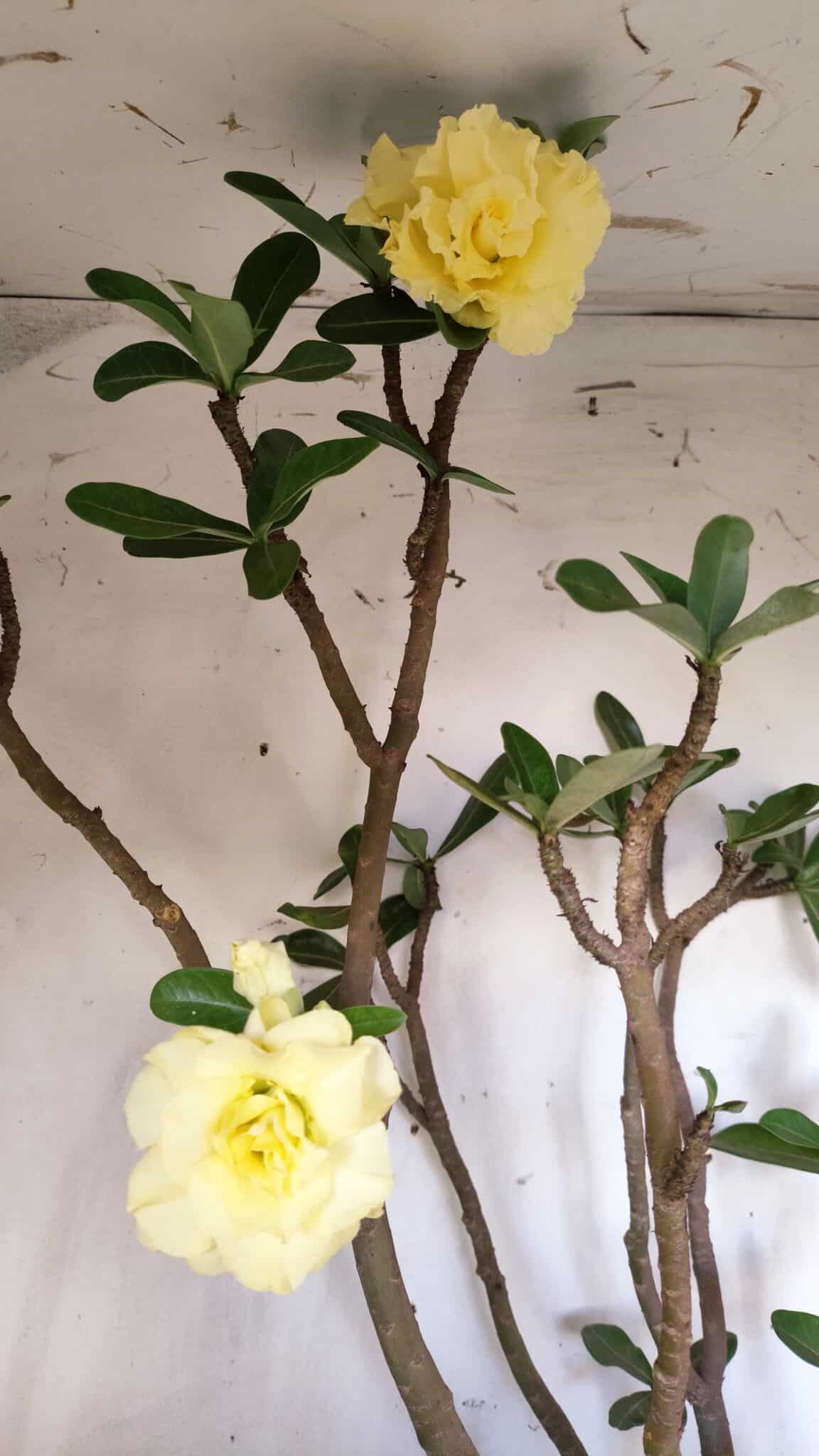 Planta Dobrada 2796 – 50cm – 05 anos