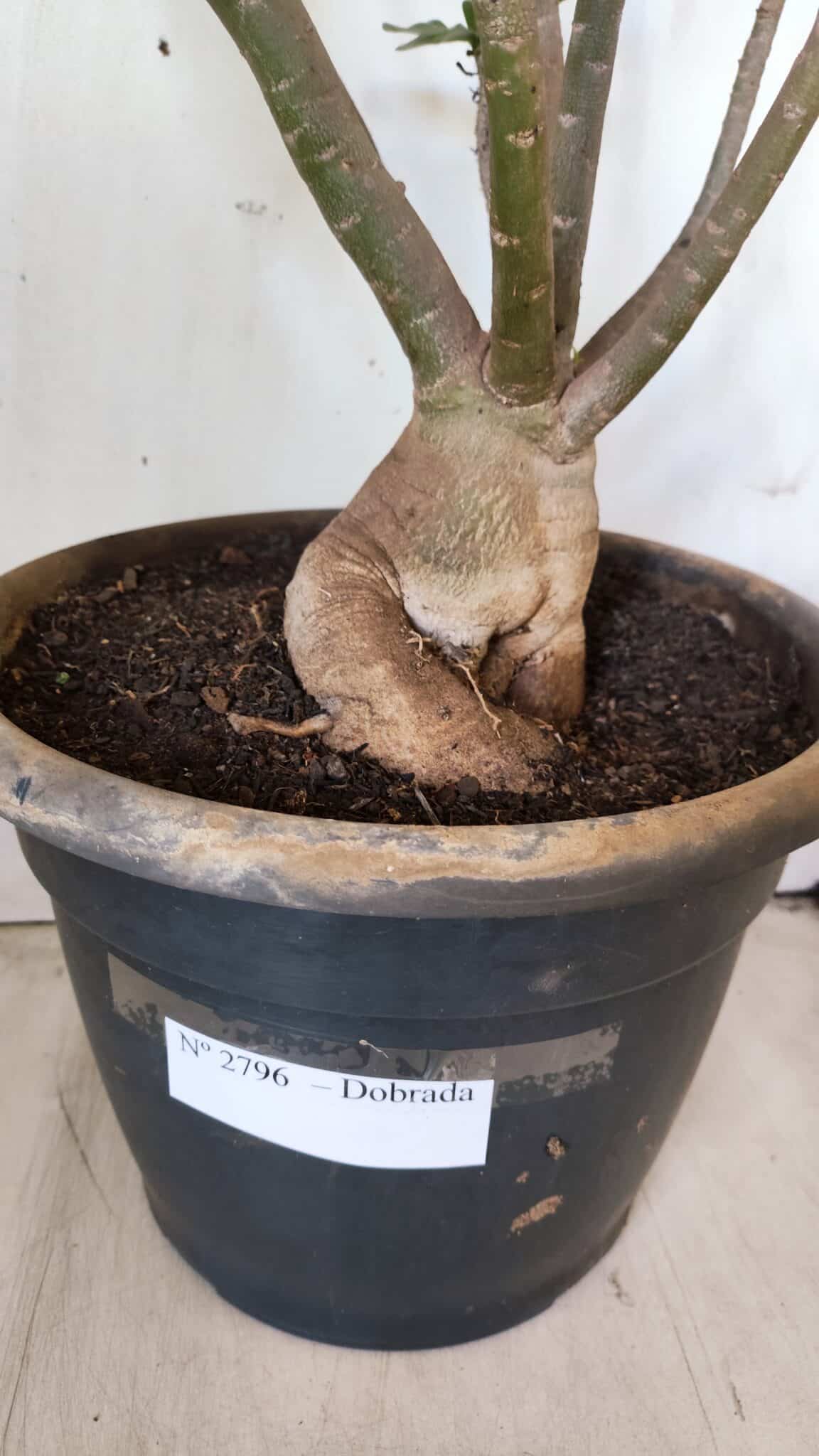 Planta Dobrada 2796 – 50cm – 05 anos