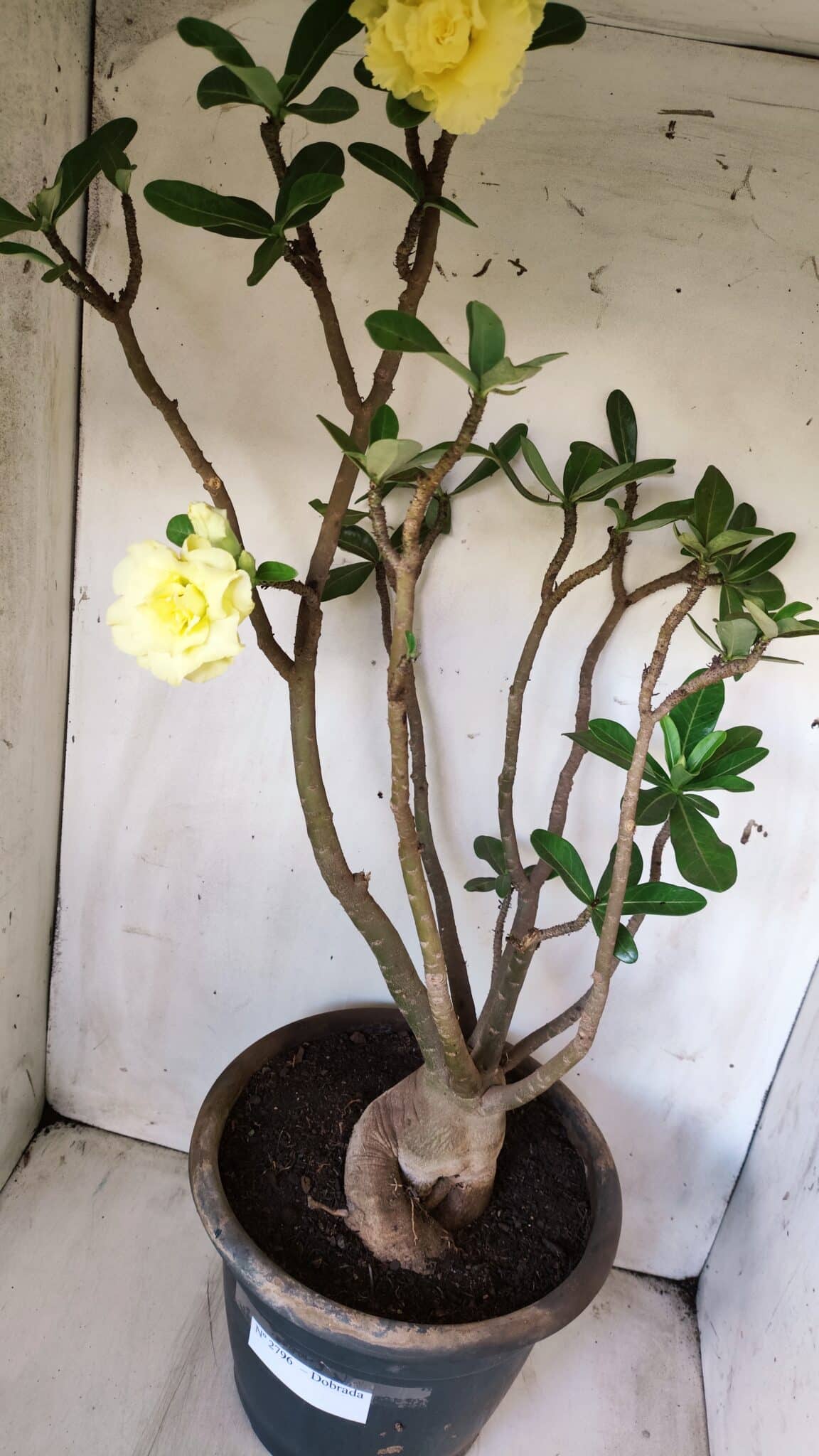 Planta Dobrada 2796 – 50cm – 05 anos