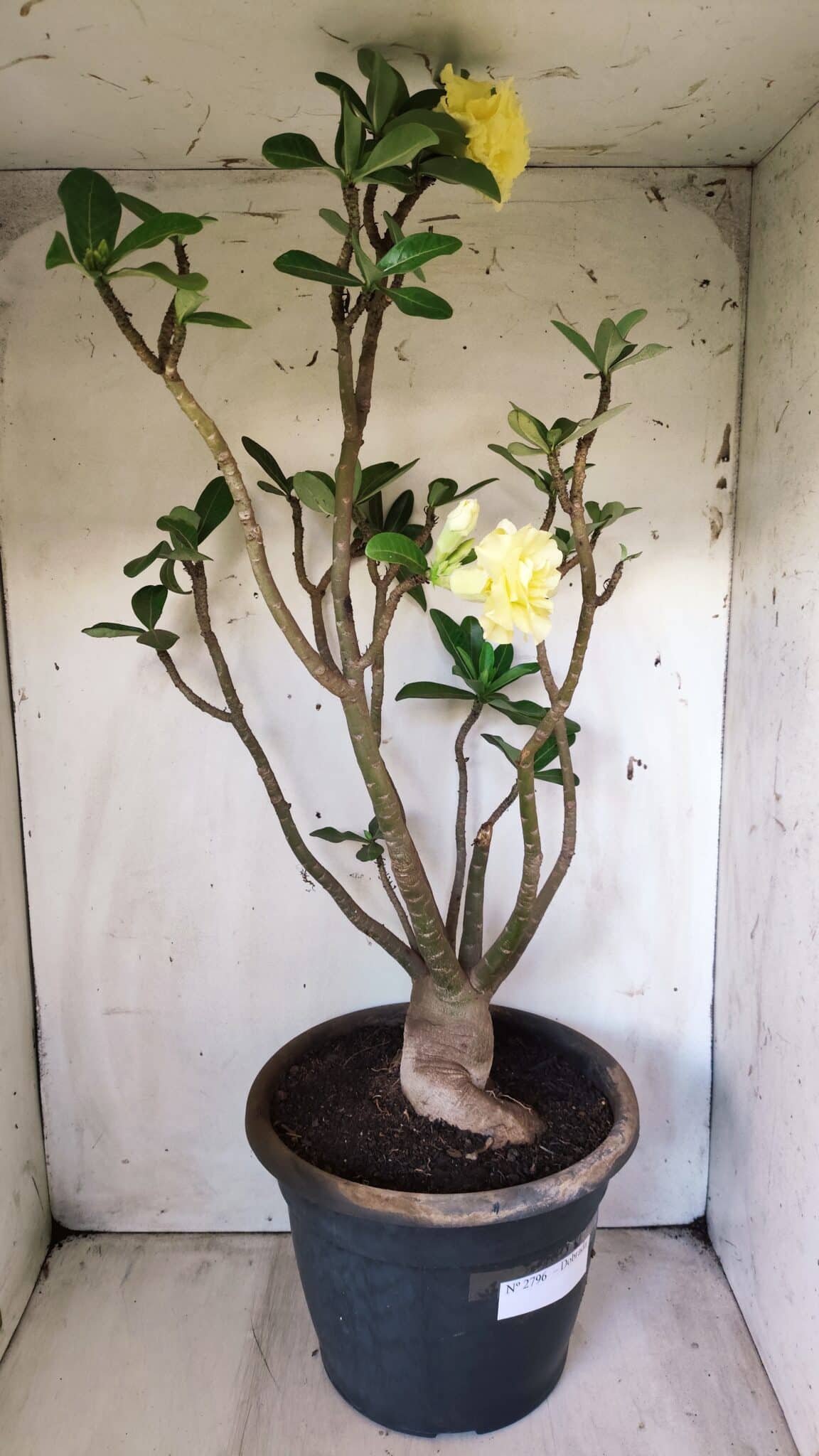 Planta Dobrada 2796 – 50cm – 05 anos
