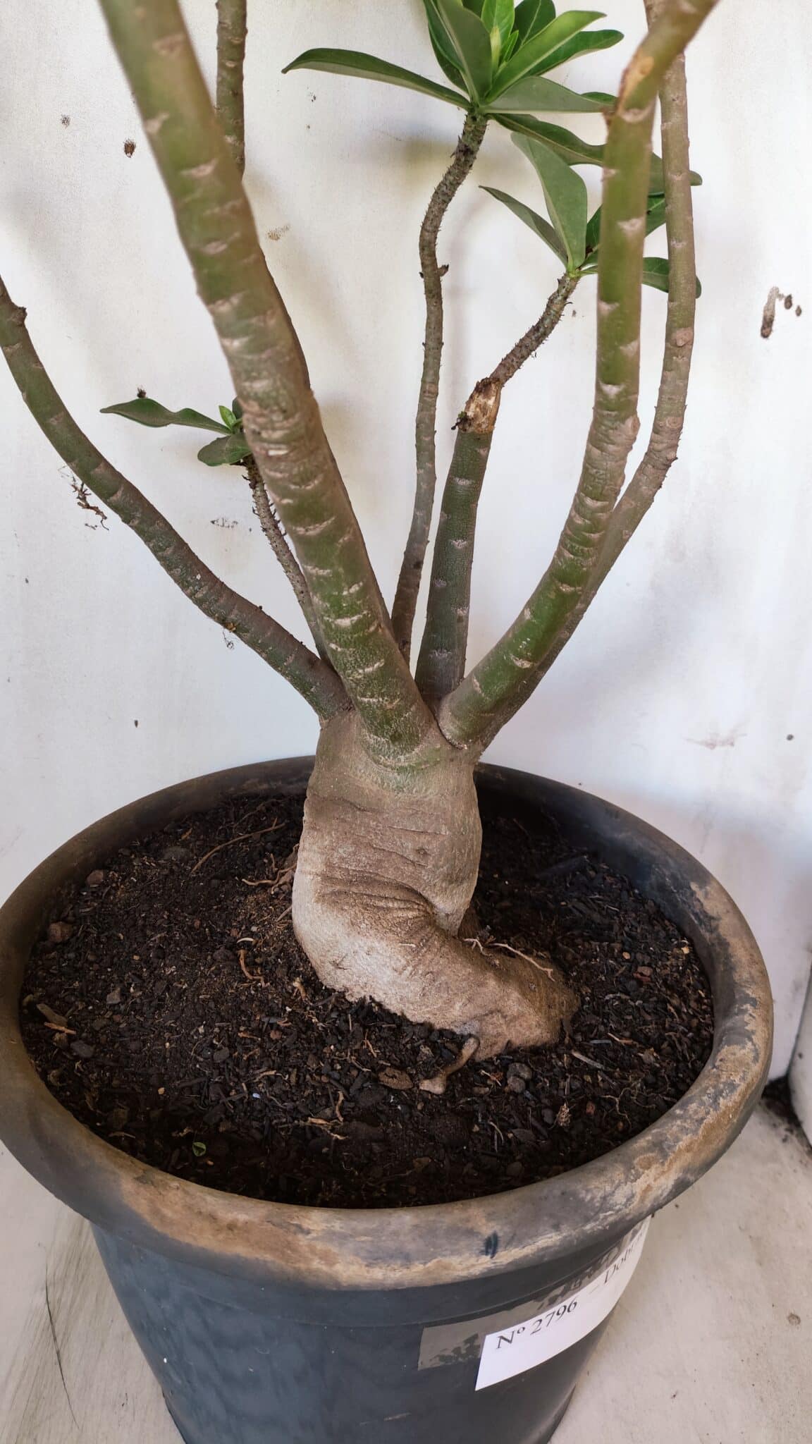 Planta Dobrada 2796 – 50cm – 05 anos
