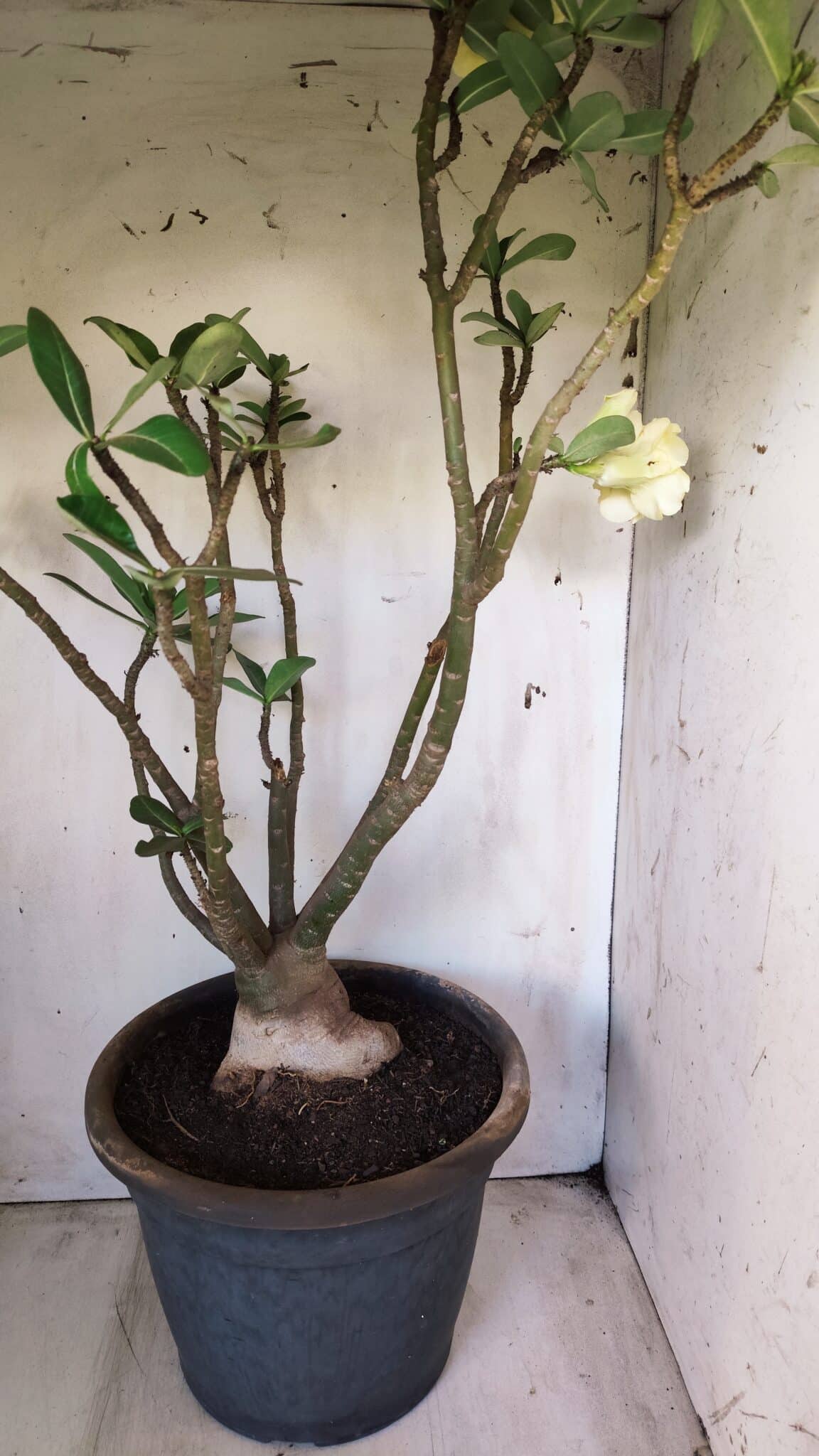 Planta Dobrada 2796 – 50cm – 05 anos