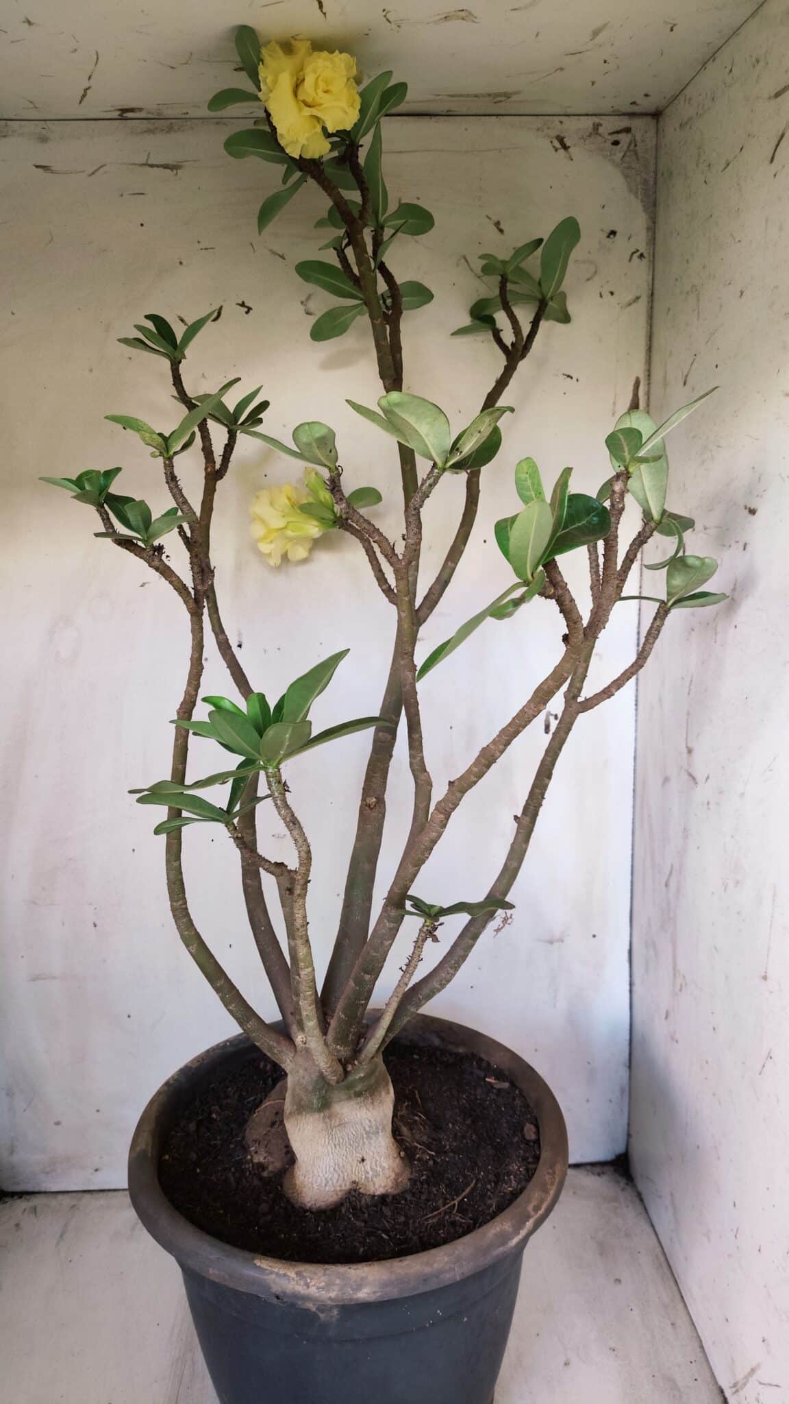 Planta Dobrada 2796 – 50cm – 05 anos