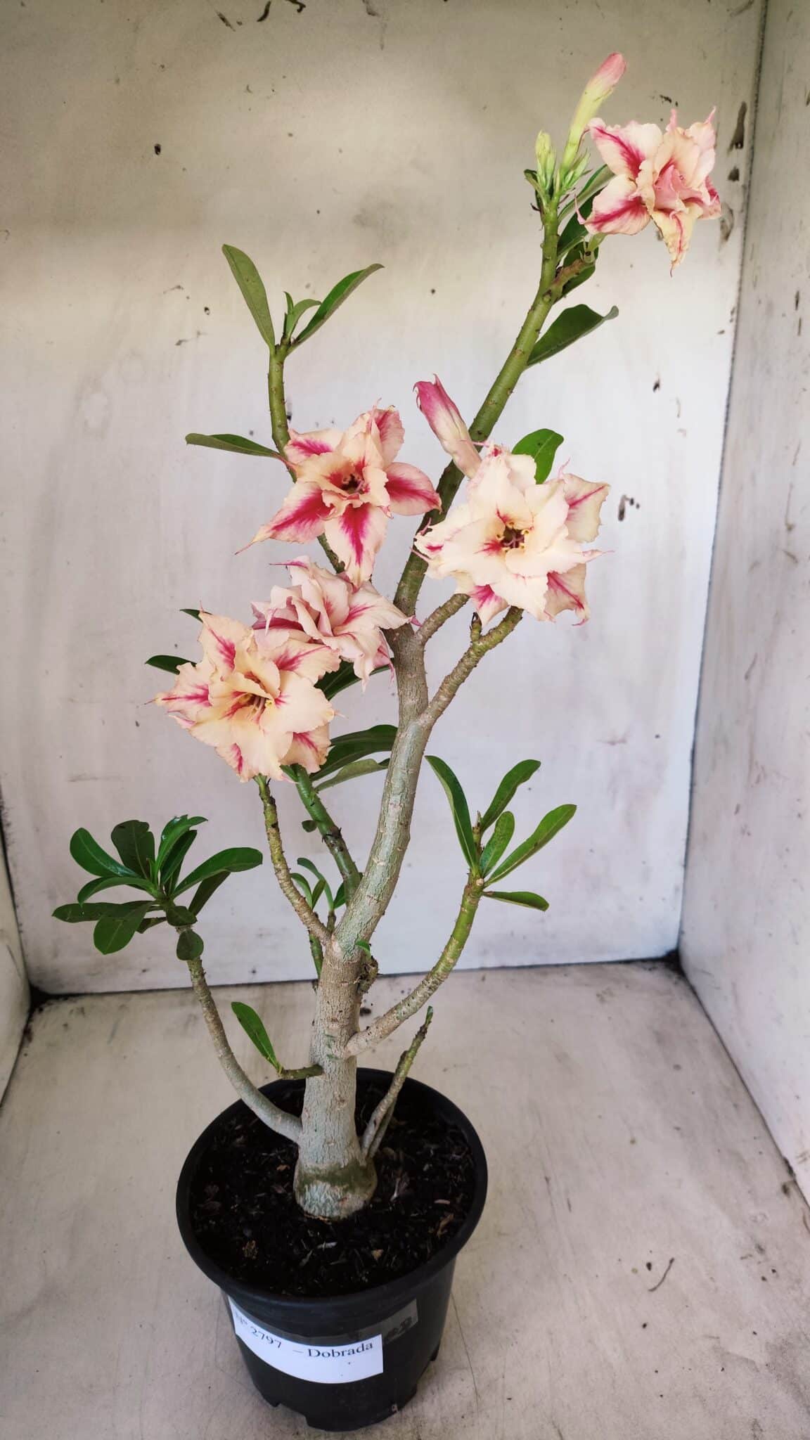 Planta Dobrada 2797 –35cm – 03 anos