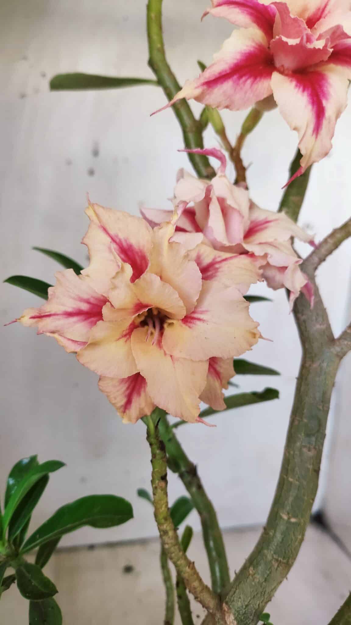 Planta Dobrada 2797 –35cm – 03 anos