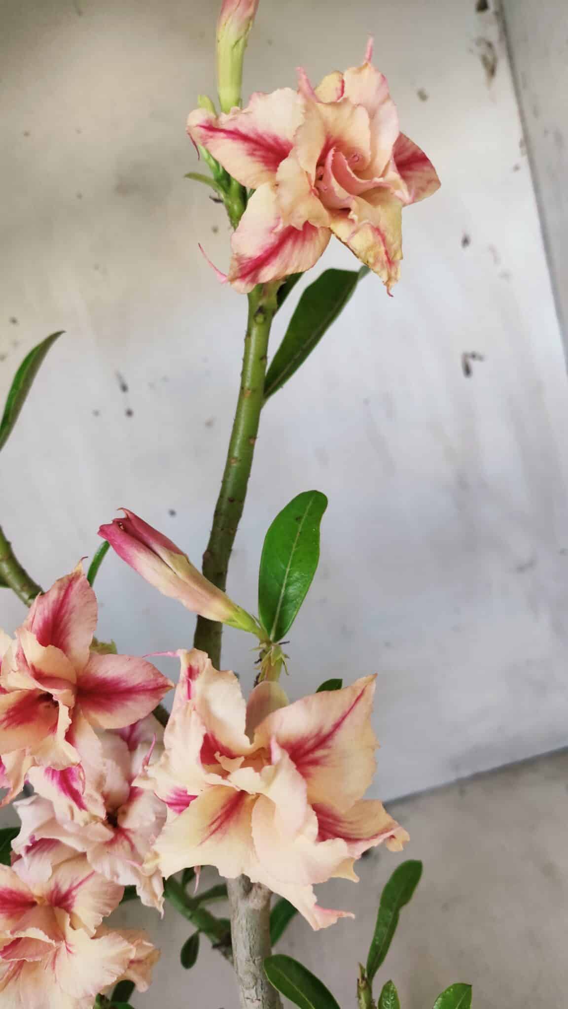 Planta Dobrada 2797 –35cm – 03 anos