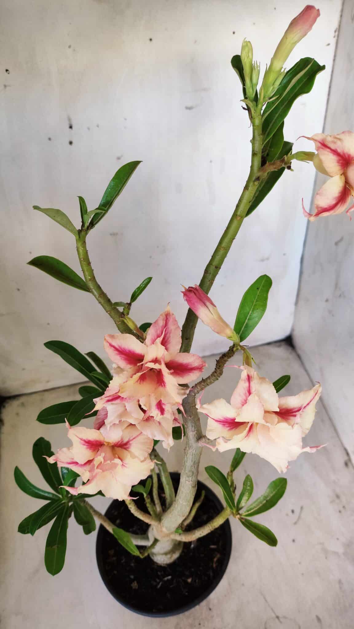 Planta Dobrada 2797 –35cm – 03 anos