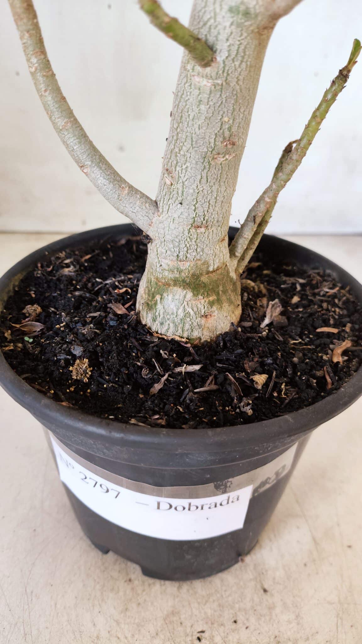 Planta Dobrada 2797 –35cm – 03 anos