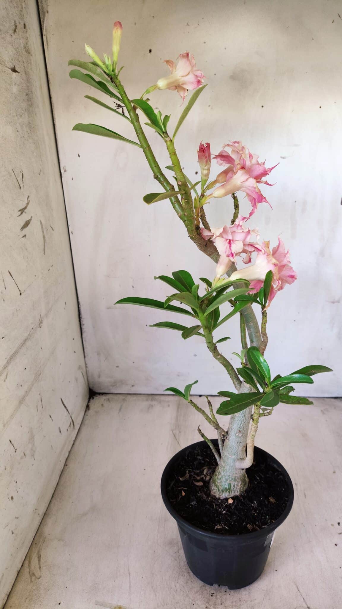 Planta Dobrada 2797 –35cm – 03 anos