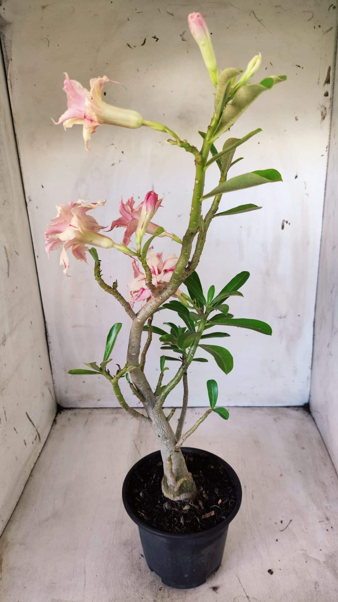 Planta Dobrada 2797 –35cm – 03 anos
