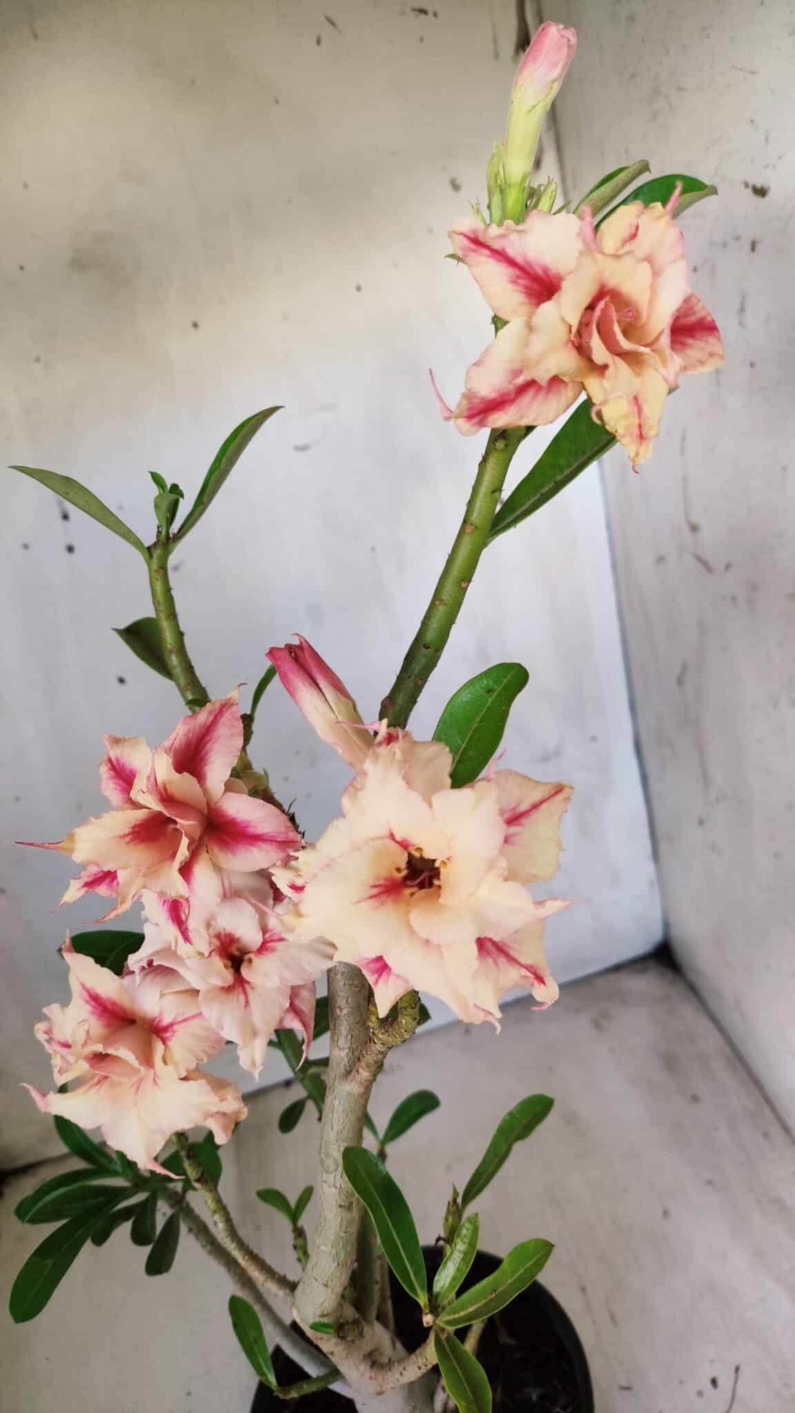Planta Dobrada 2797 –35cm – 03 anos