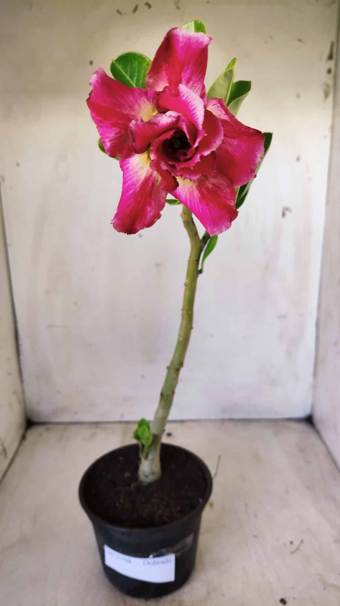 Planta Dobrada 2798 – 30cm – 02 anos