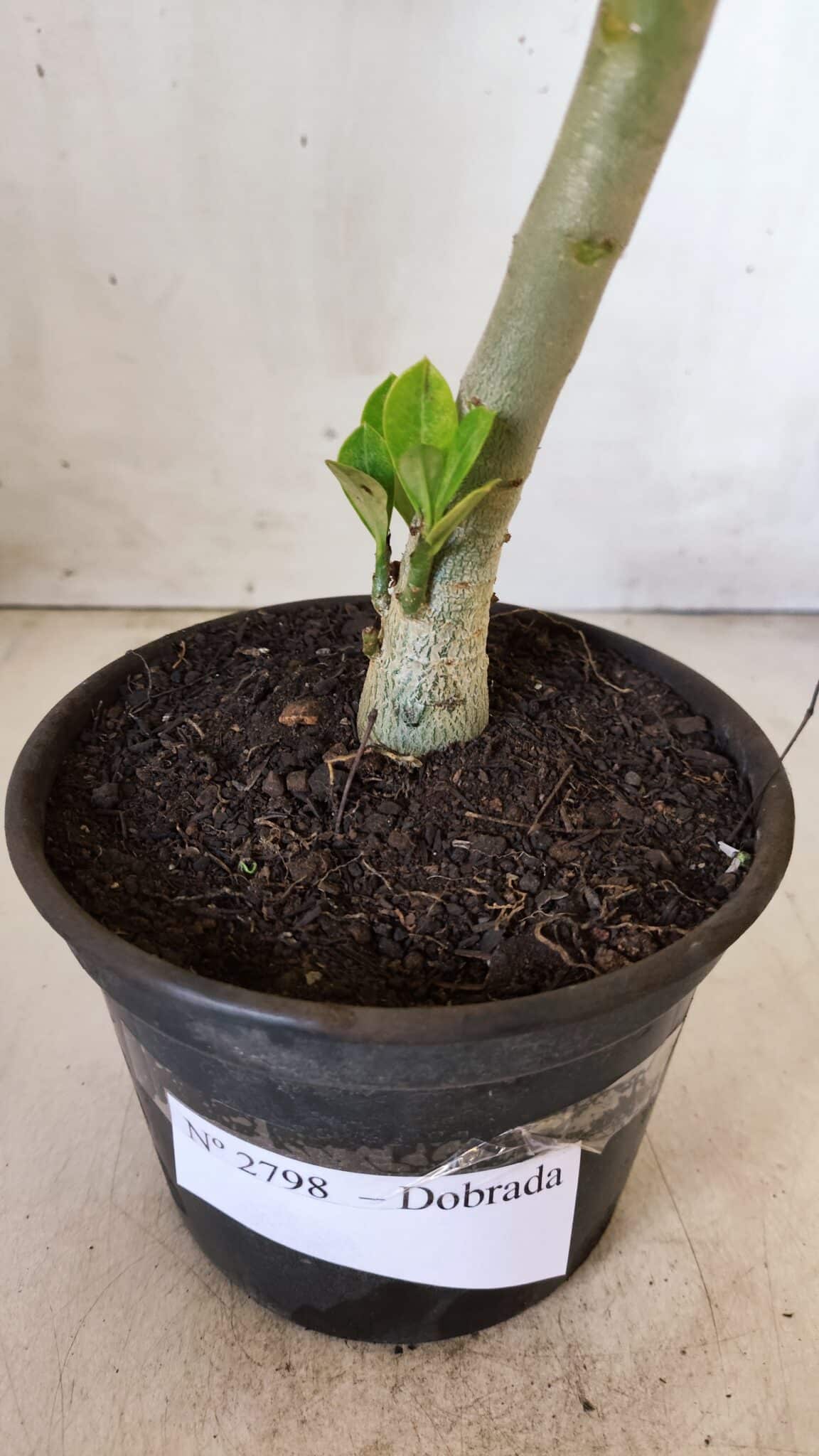 Planta Dobrada 2798 – 30cm – 02 anos