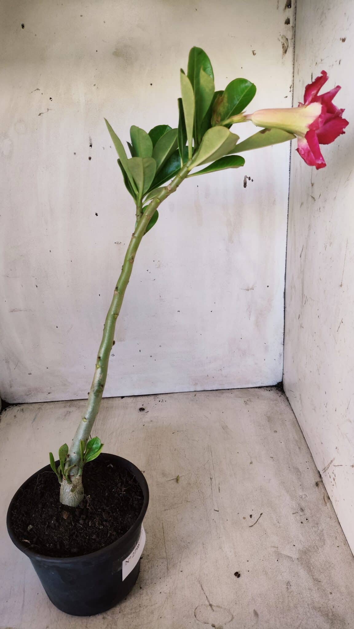 Planta Dobrada 2798 – 30cm – 02 anos